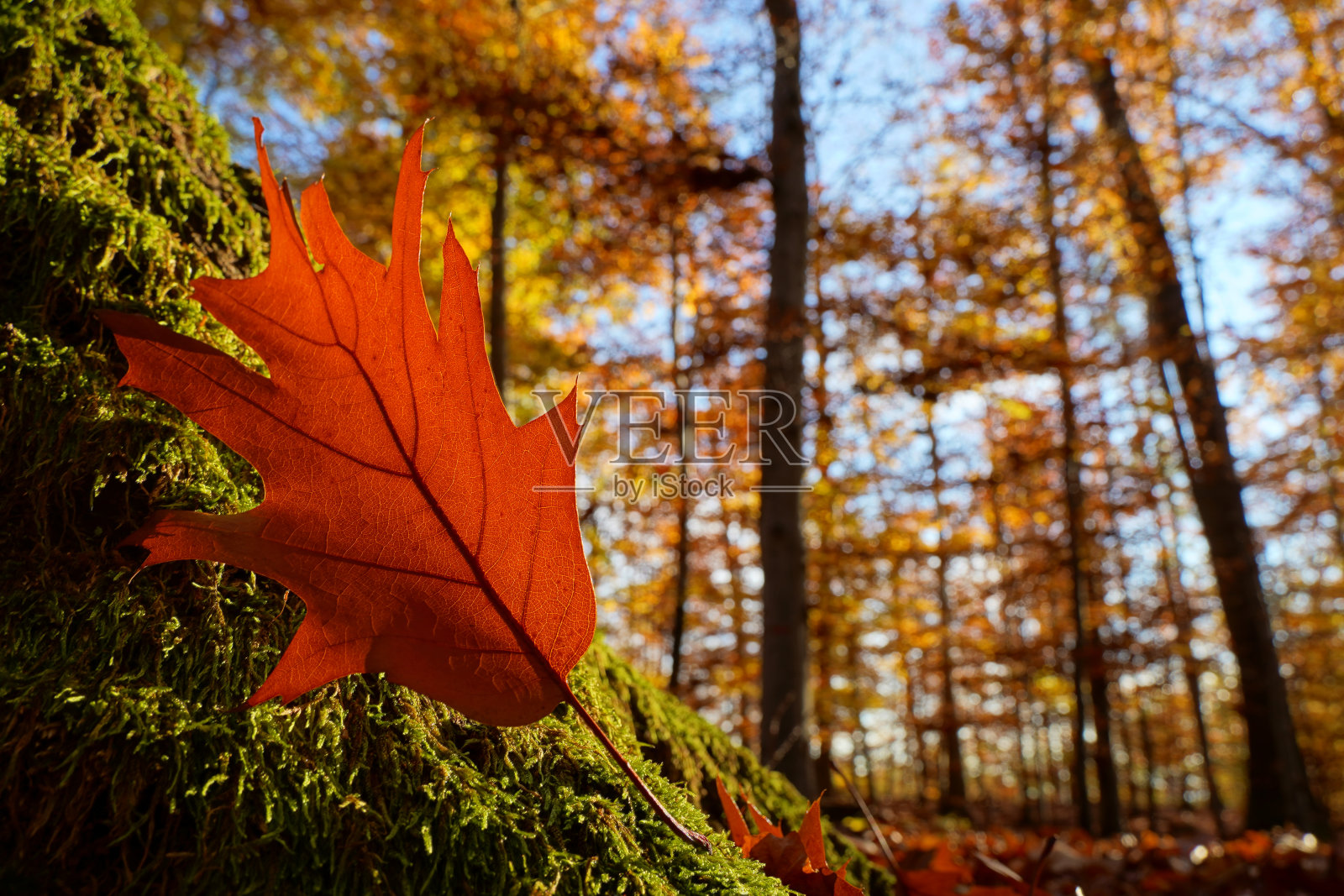 树干上红红的秋叶，长满了青苔。照片摄影图片