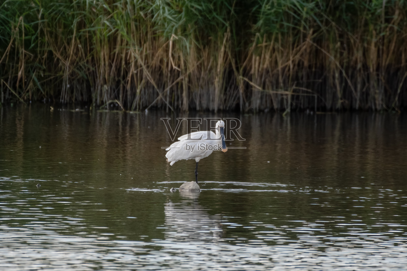 琵鹭在水中捕鱼照片摄影图片