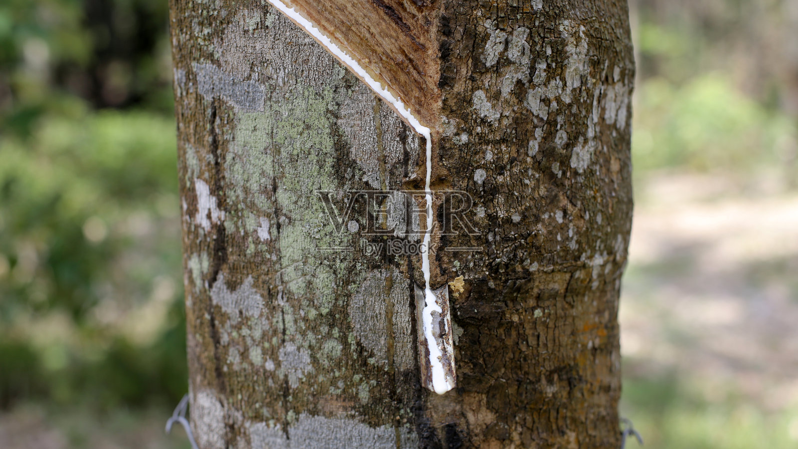橡胶树种植照片摄影图片