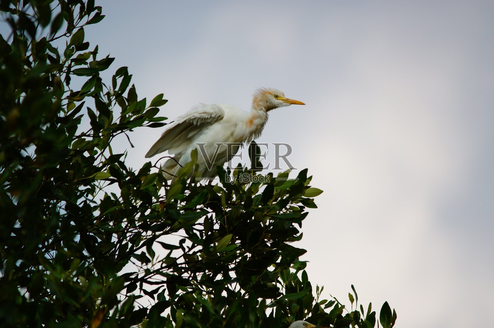 牛白鹭栖息在树枝上照片摄影图片