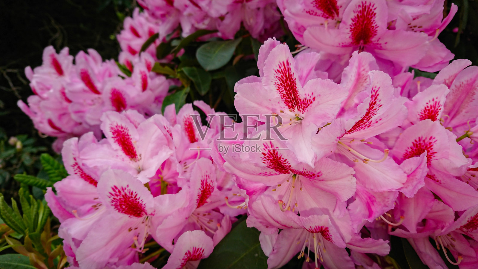 大玉兰的花和芽，南玉兰或牛湾，木兰科树。照片摄影图片