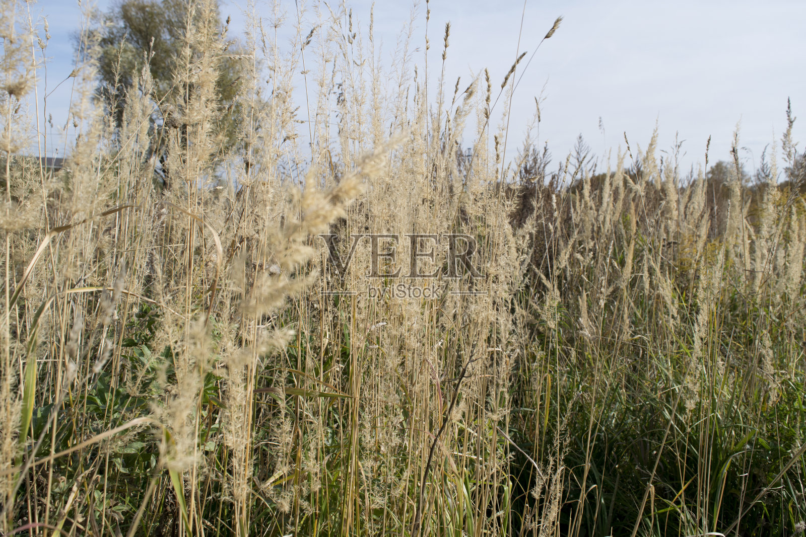 在草甸的自然秋季背景干草小穗照片摄影图片