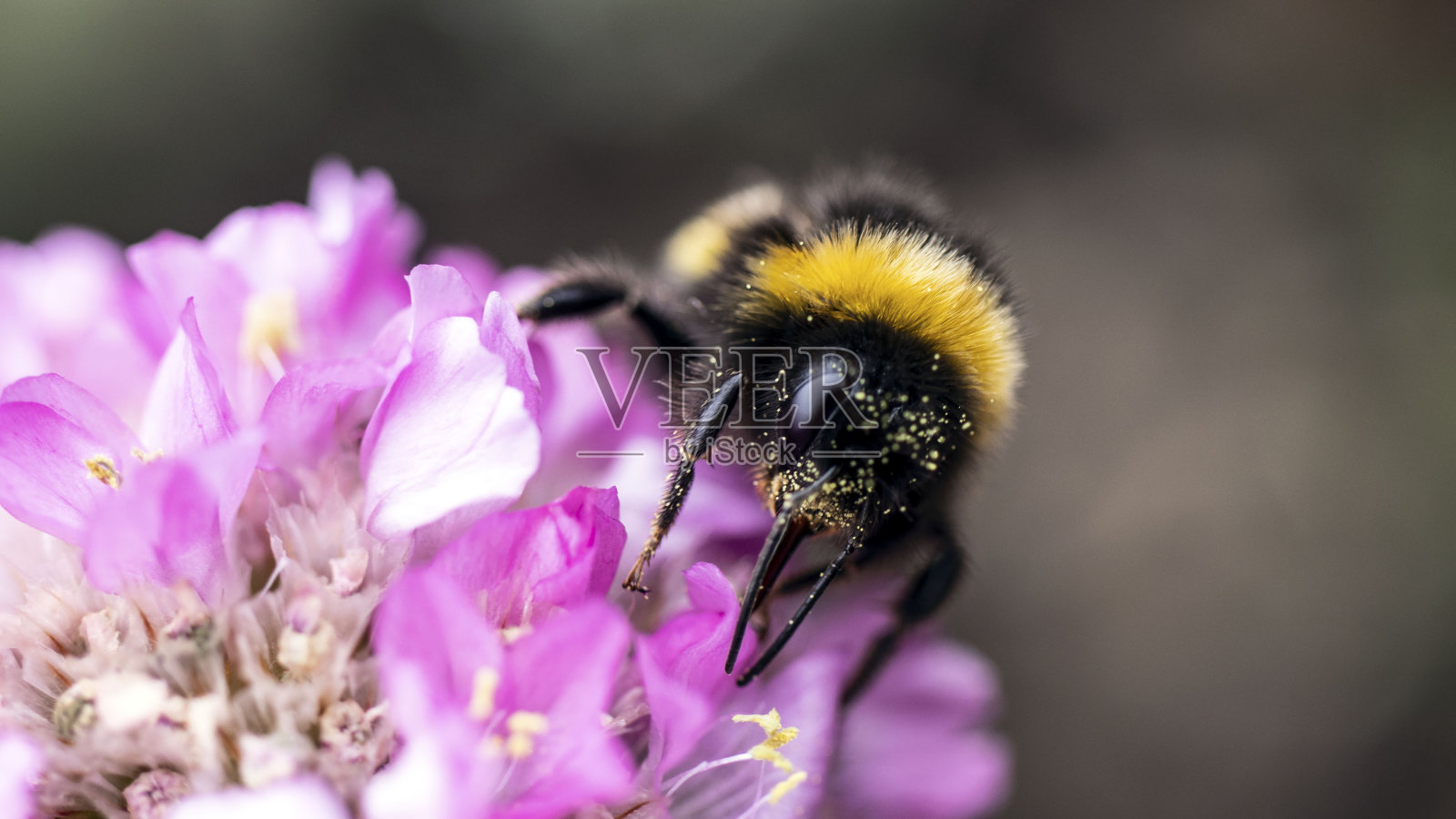大黄蜂的特写照片摄影图片
