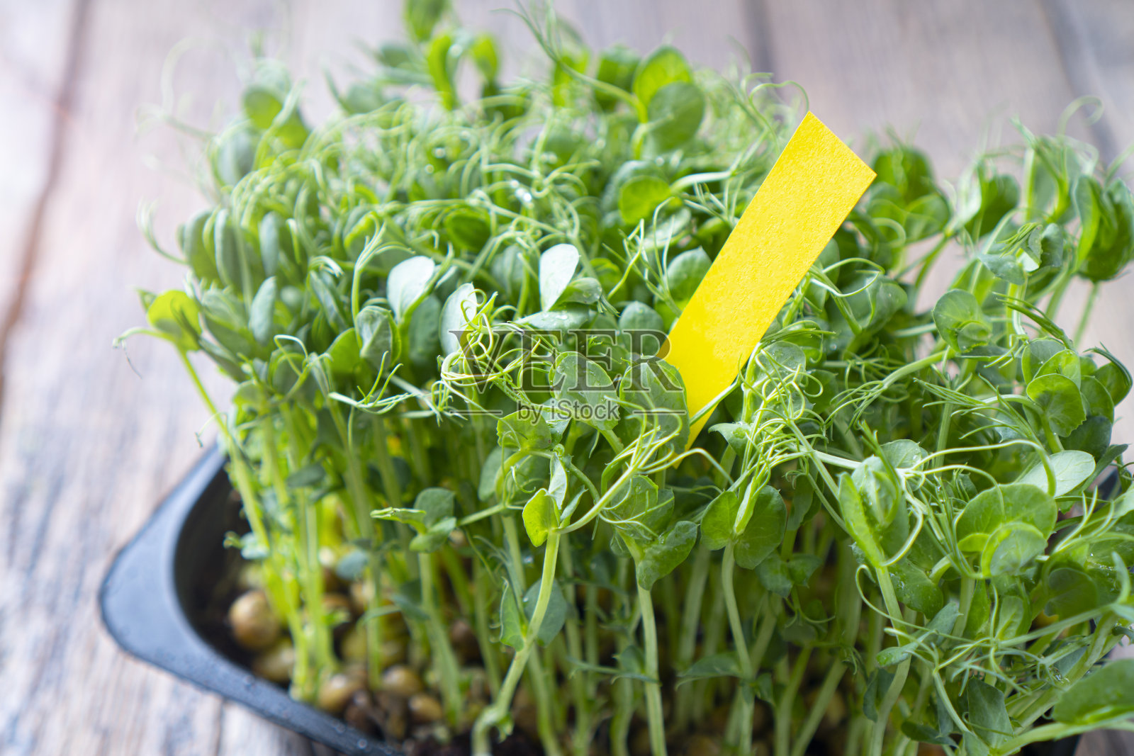 放在托盘里的豌豆。照片摄影图片