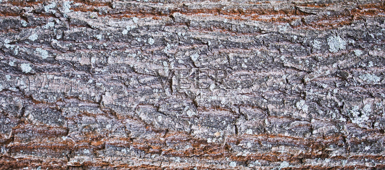 彩色树皮与苔藓和真菌照片摄影图片