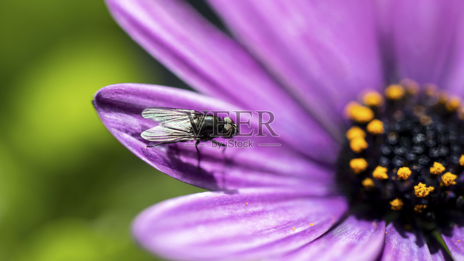 一朵紫色的花上的苍蝇照片摄影图片