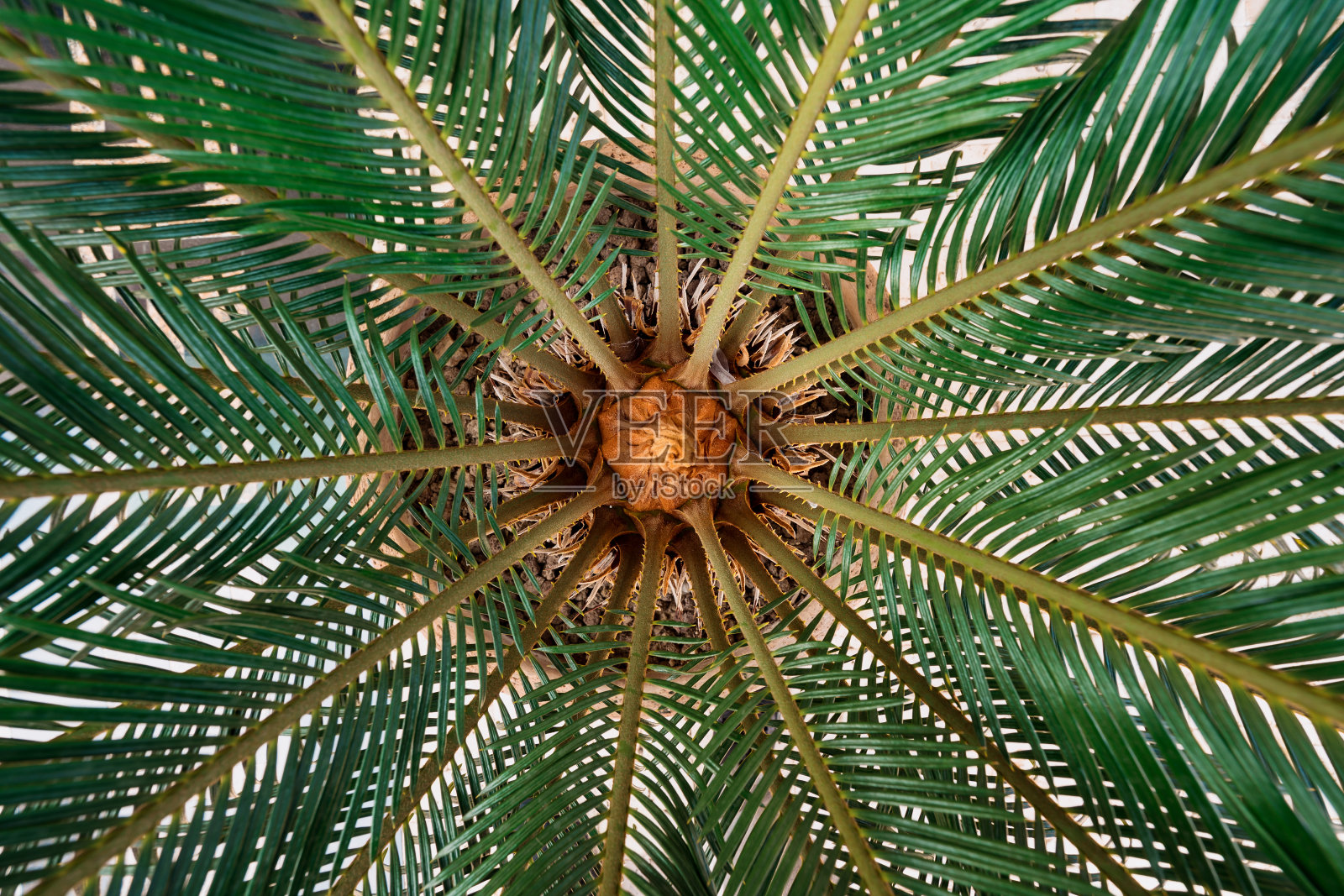 棕榈树纹理照片摄影图片