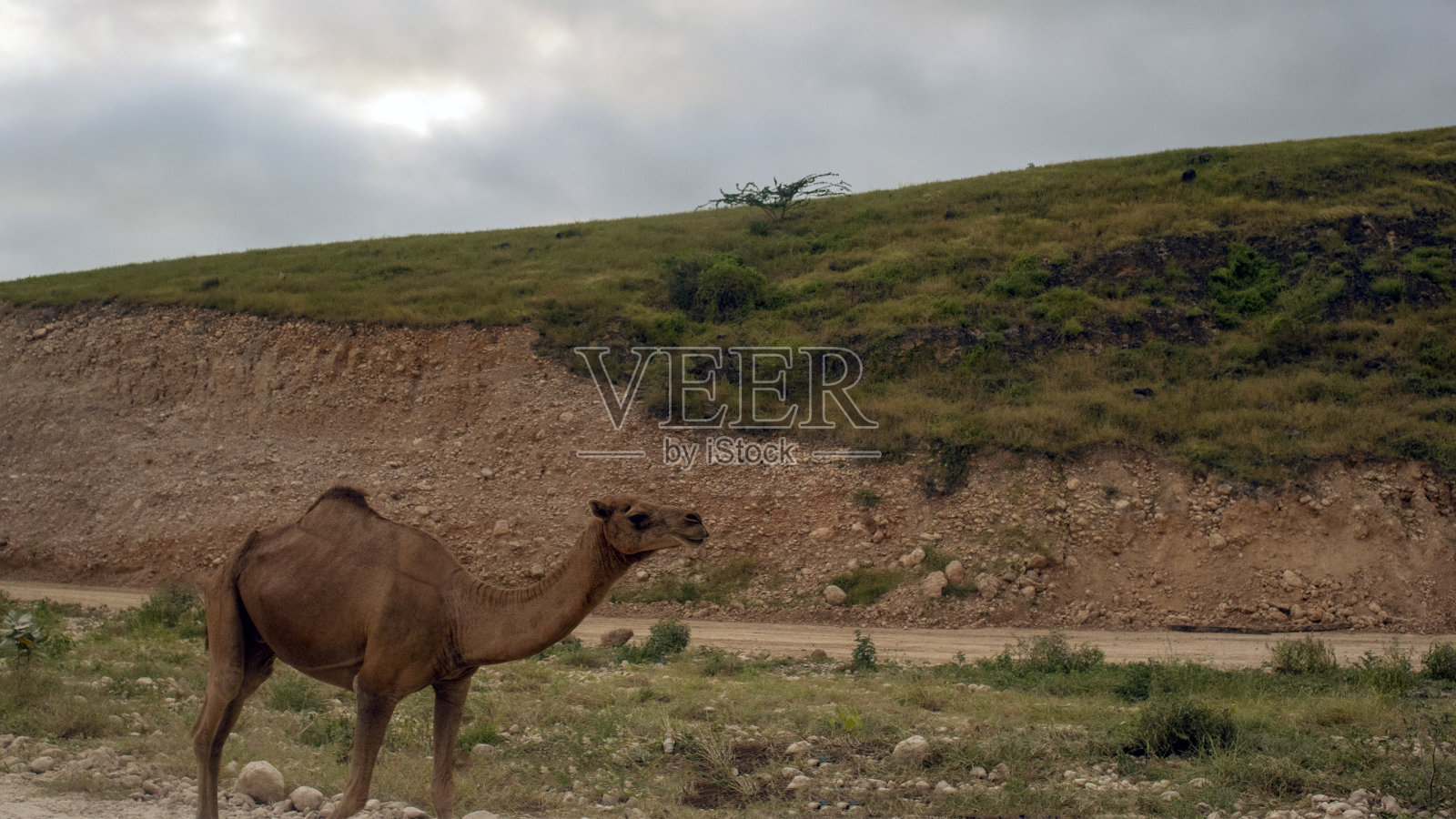 在塞拉莱山脉中行走的骆驼照片摄影图片