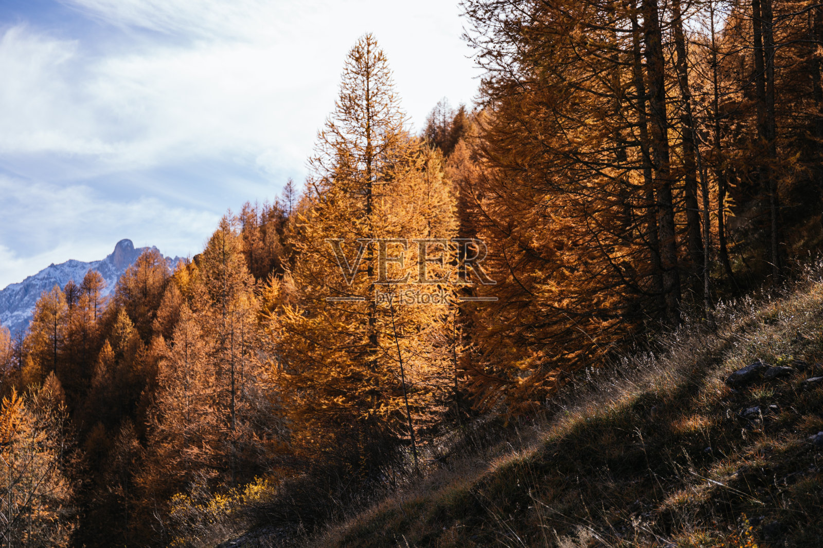 秋天的橙色森林照片摄影图片
