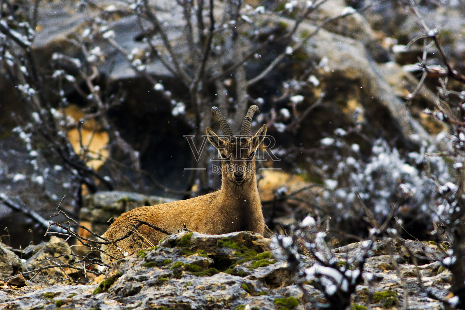 野生山羊照片摄影图片