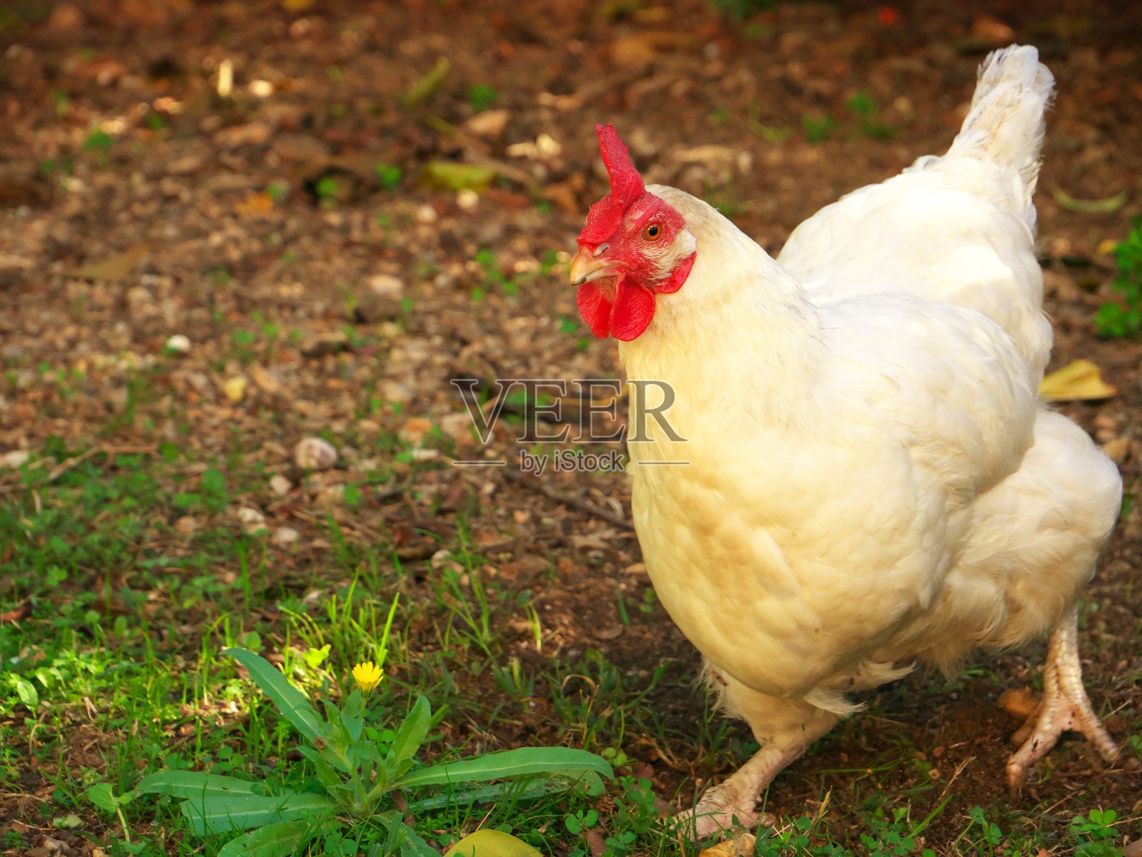 一只白色母鸡在花园里奔跑的照片照片摄影图片
