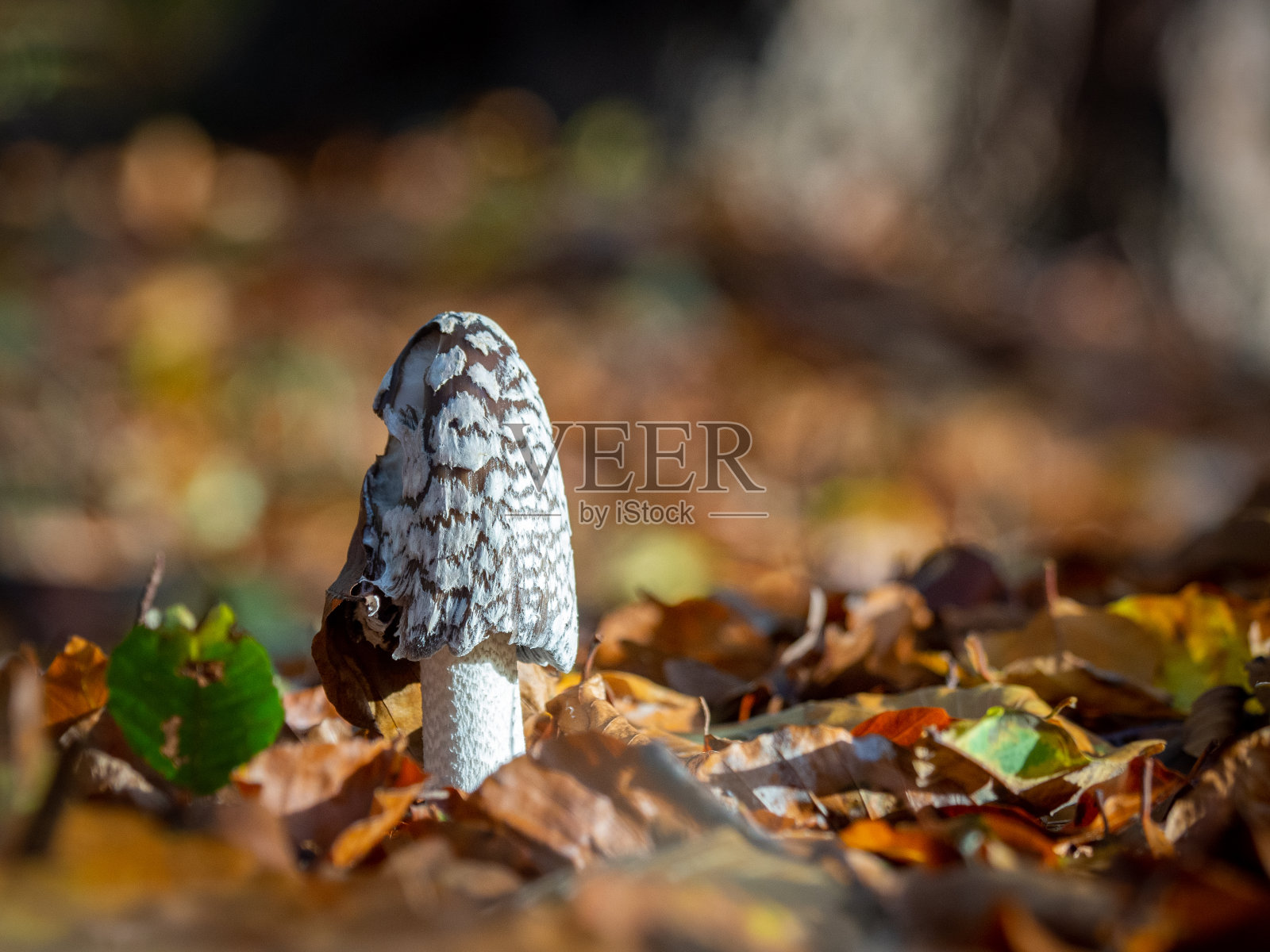 叮叮蘑菇站在树叶覆盖的森林地面上照片摄影图片