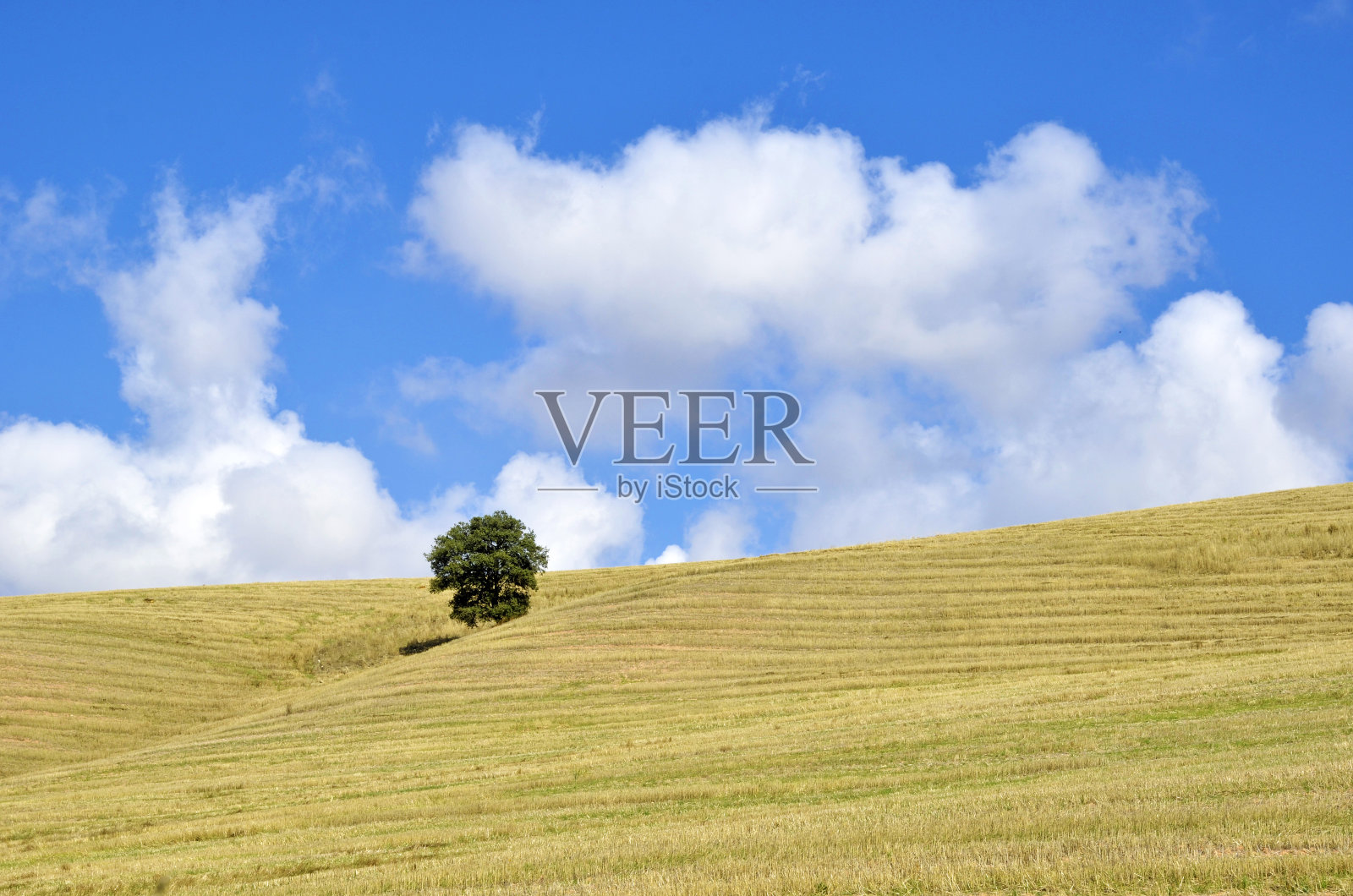 一棵橡树在秋天的田野景色照片摄影图片