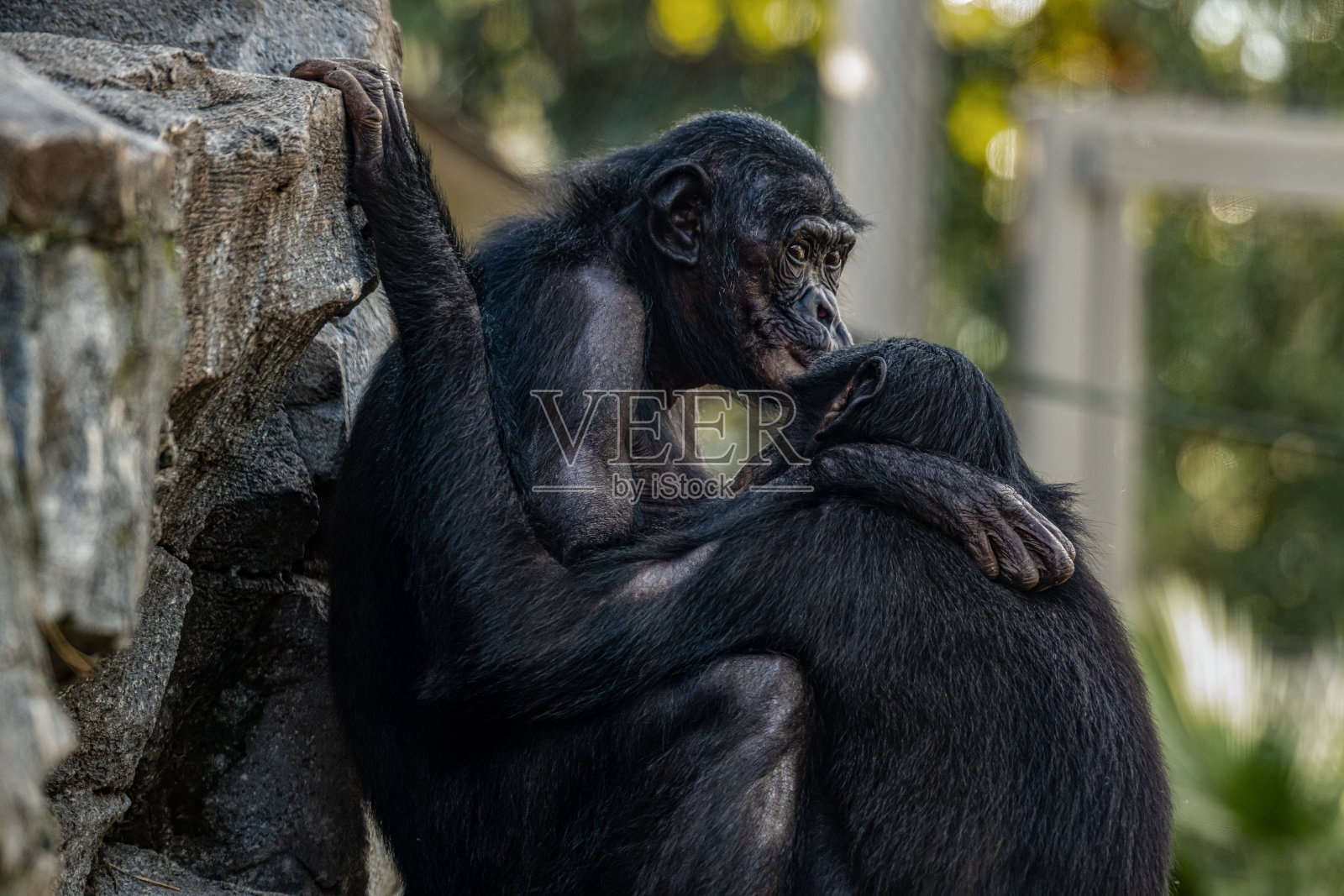 黑猩猩拥抱照片摄影图片