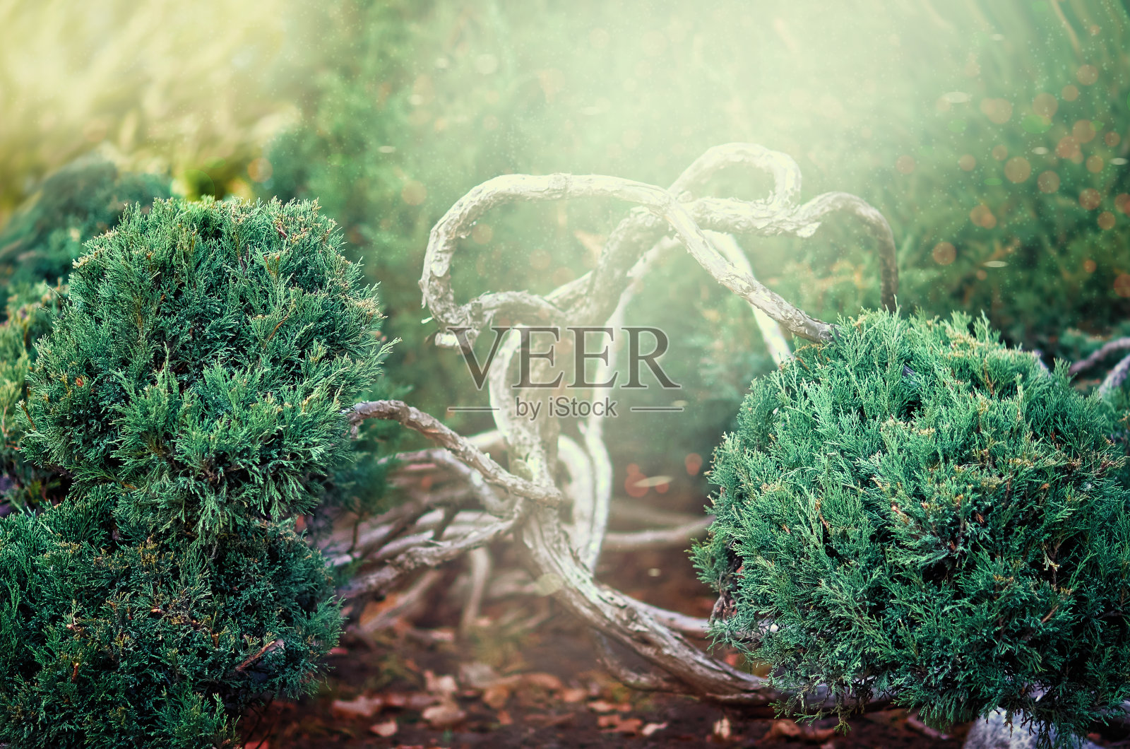 小的绿色杜松灌木或灌木。有选择性的重点。简单和低维护的景观概念。模糊的背景。亮绿色常绿植物。照片摄影图片