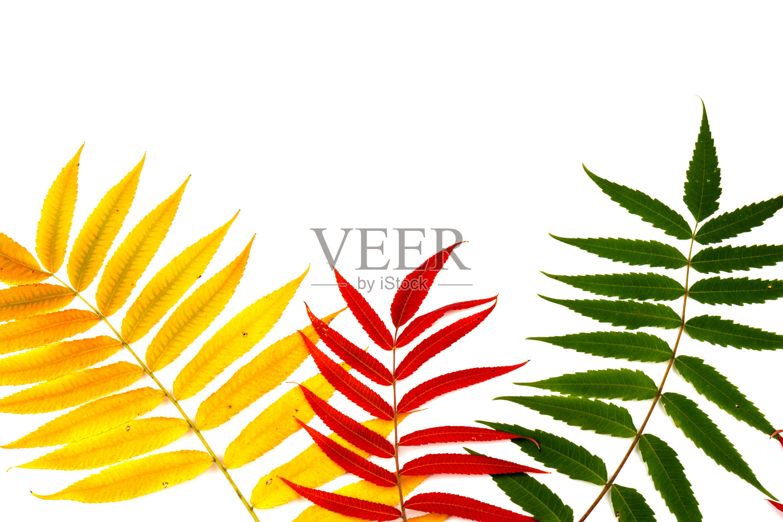 红色，绿色和黄色的口漆树叶子孤立在白色的背景。Autmn概念。空间的文本照片摄影图片