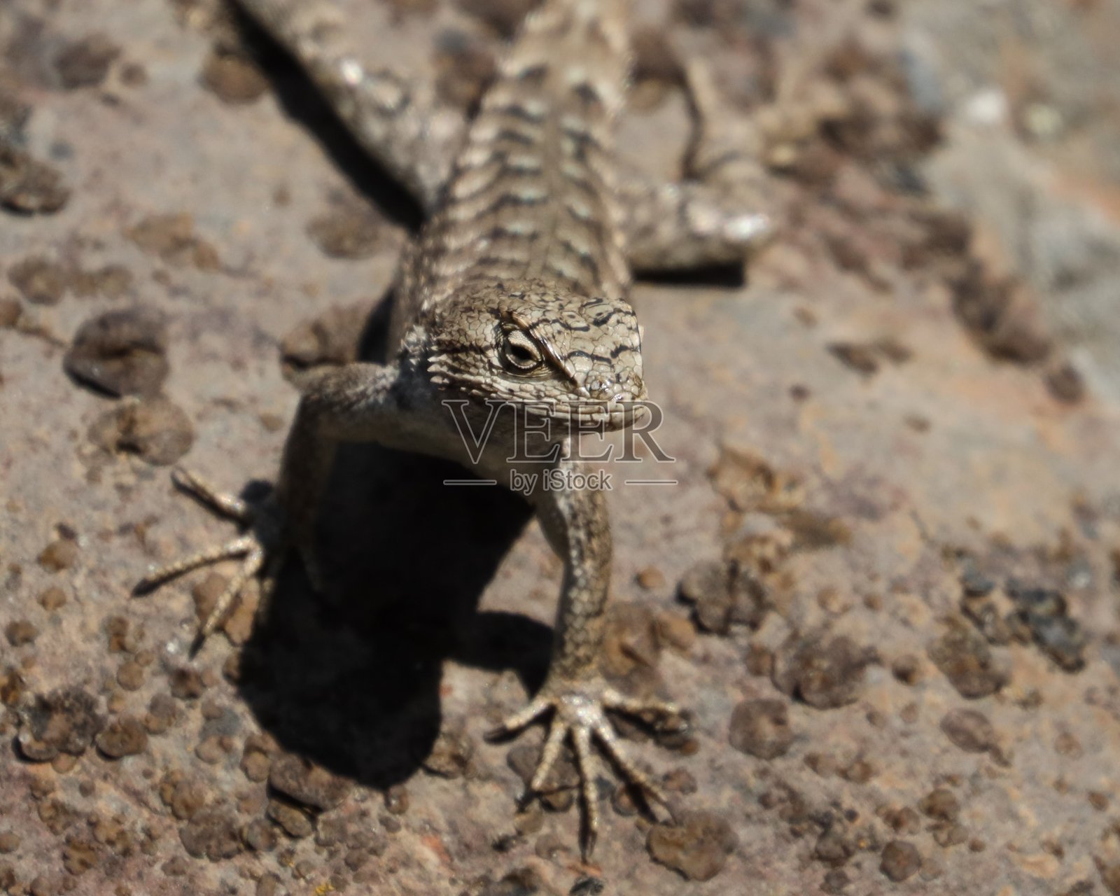 《近距离接触西部围栏照片摄影图片