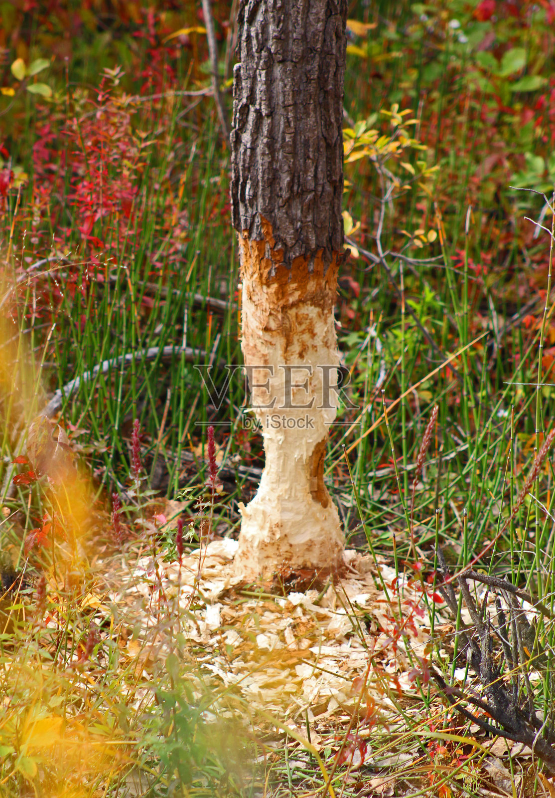 被海狸吃的树照片摄影图片