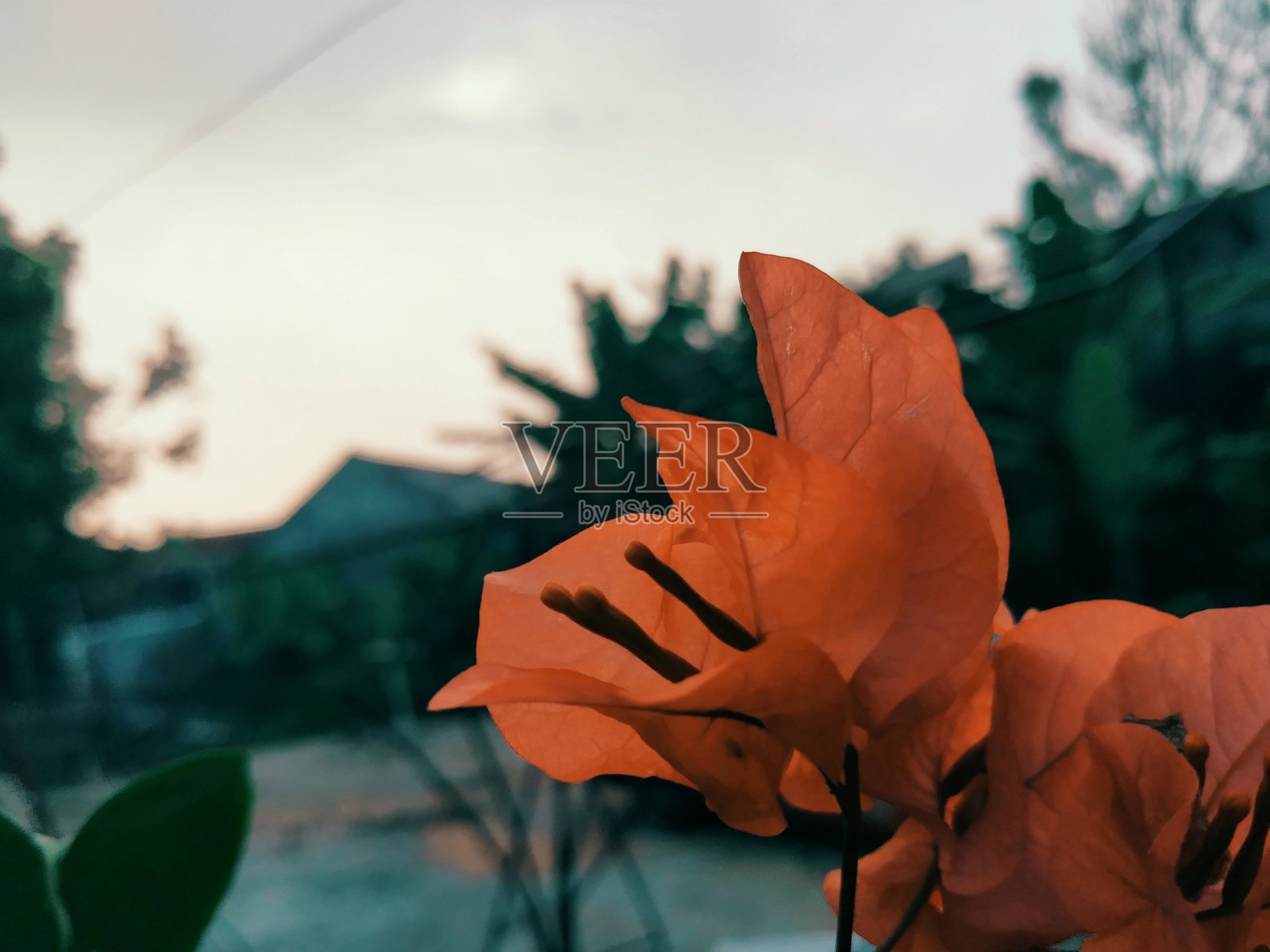 模糊背景下的秋叶特写照片摄影图片