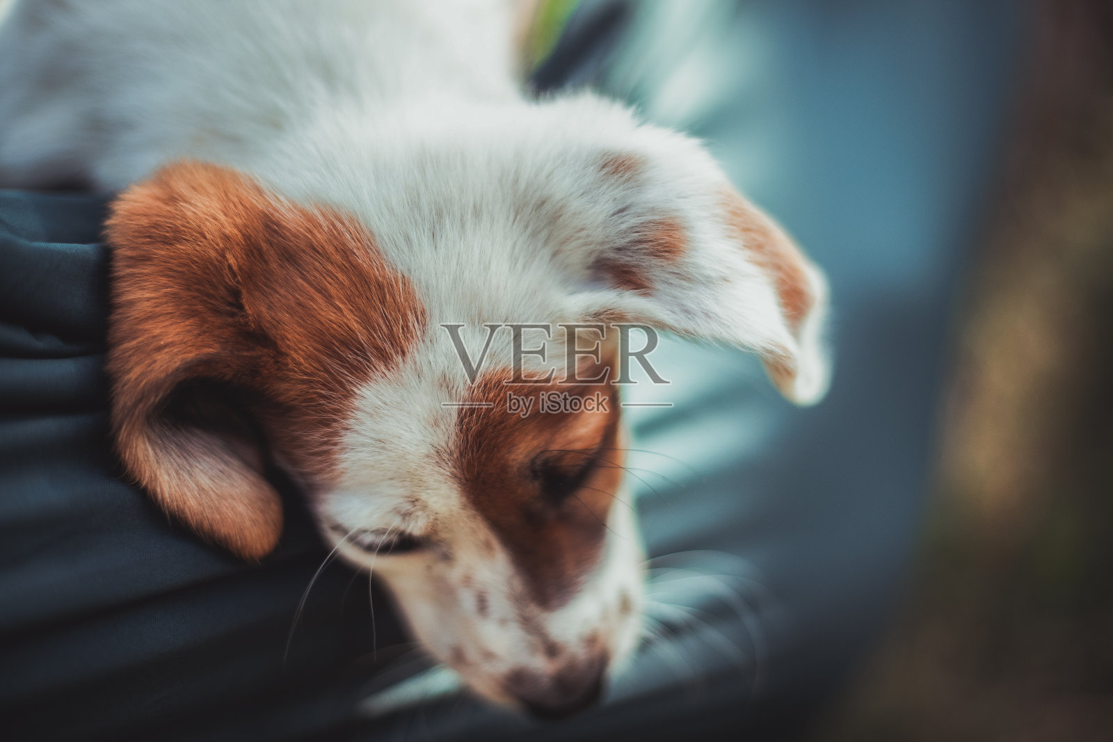 崇拜的吊床照片摄影图片