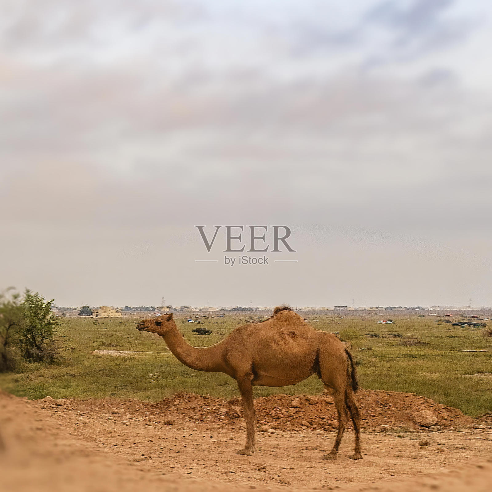 阿曼的骆驼照片摄影图片