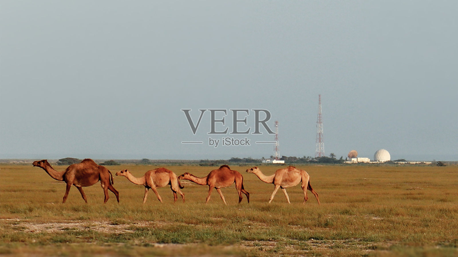 阿曼的骆驼照片摄影图片