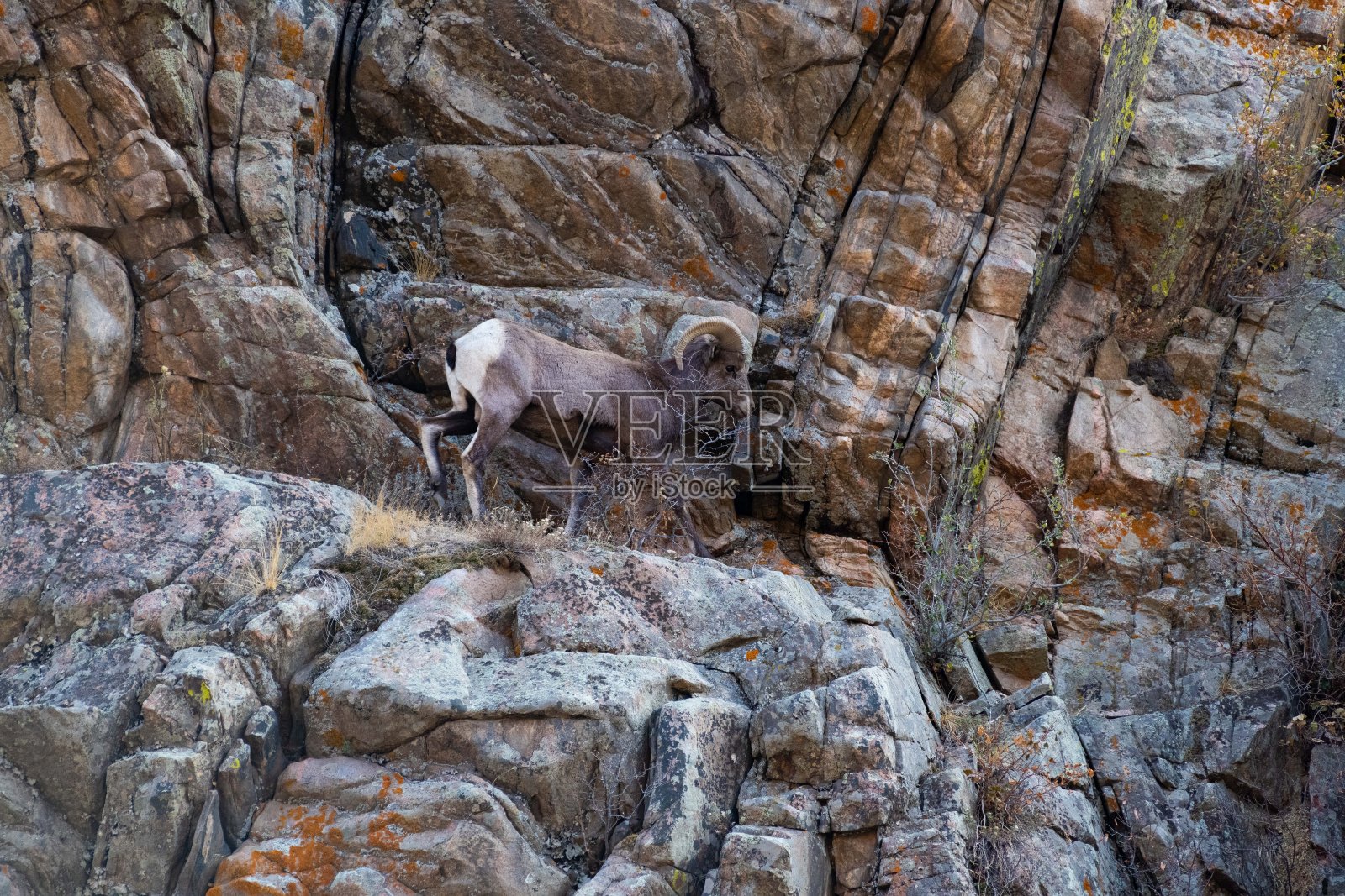 大角公羊站在陡峭的斜坡上照片摄影图片