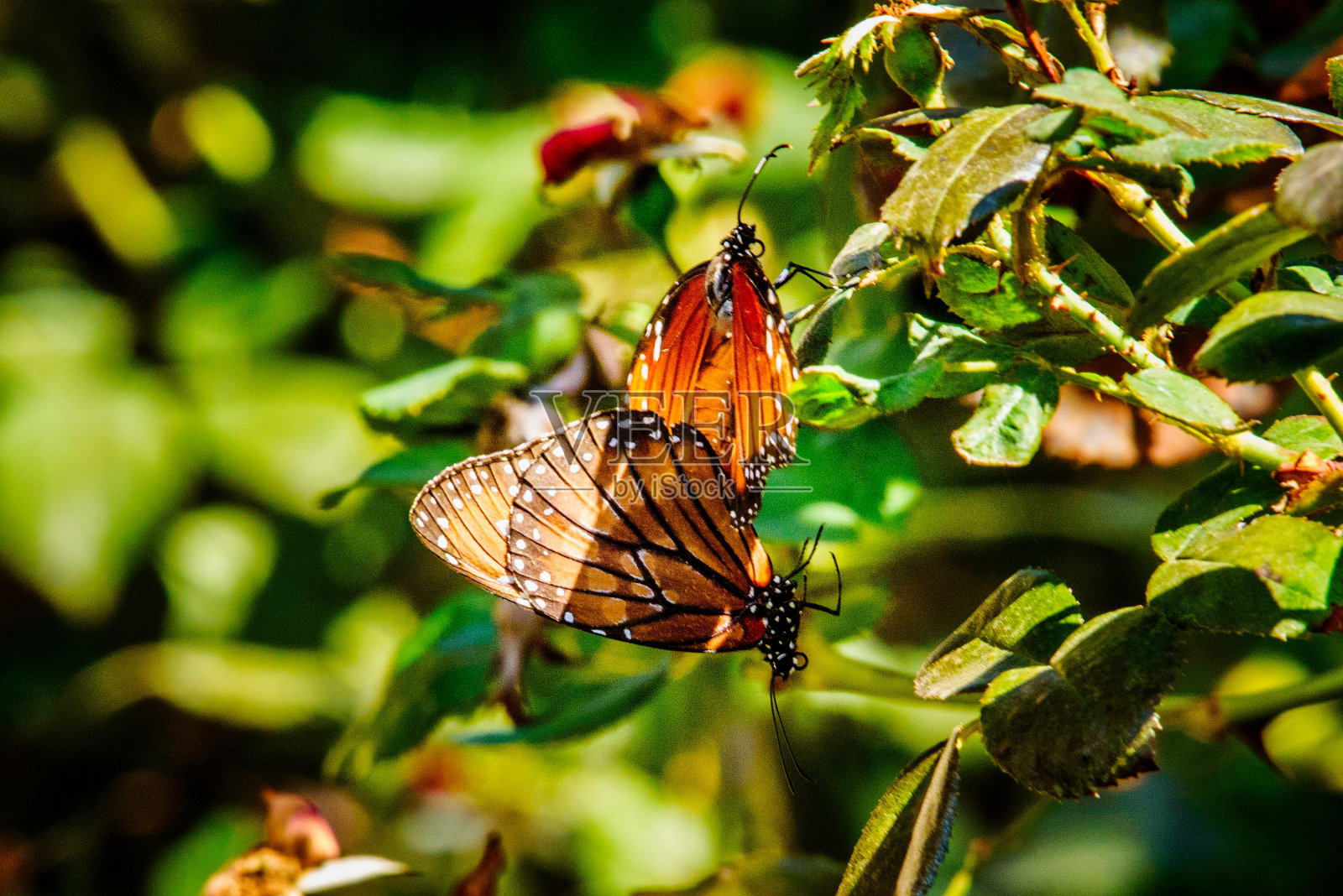 亲密的一对照片摄影图片
