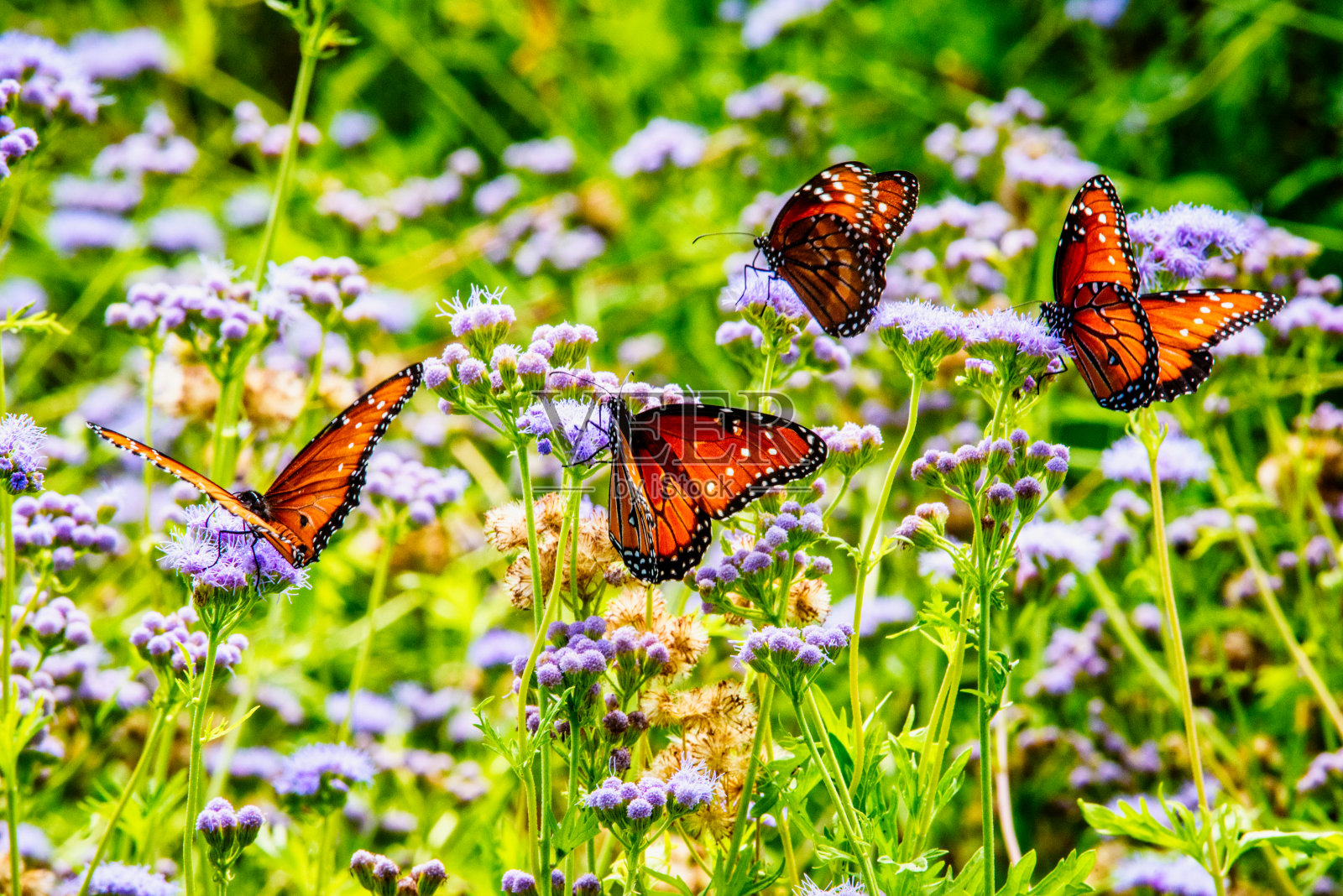 一个女王的花园照片摄影图片