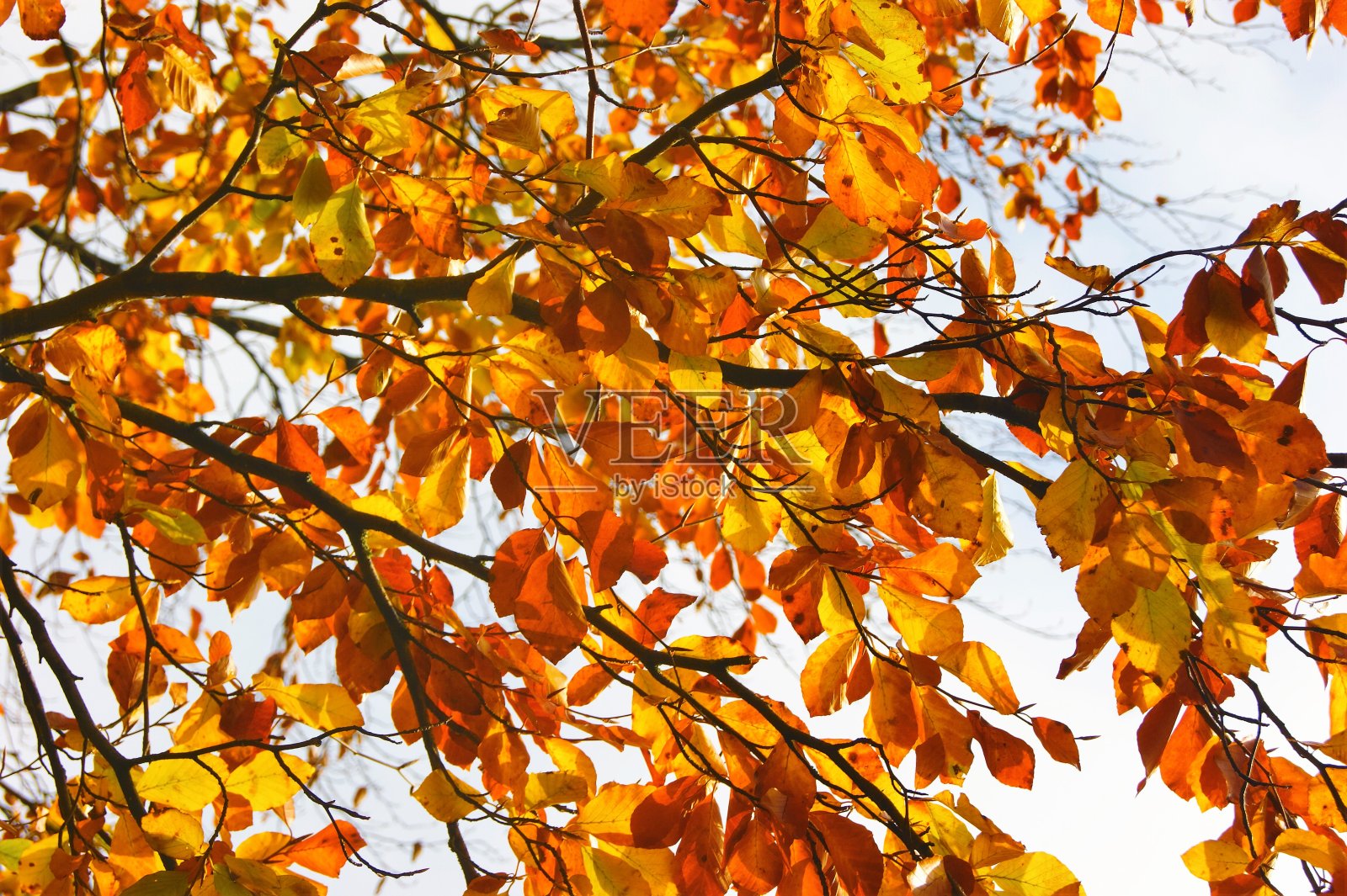 丰富多彩的秋叶之静美。照片摄影图片