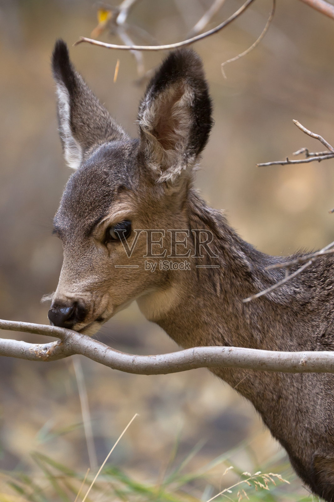 黑尾鹿照片摄影图片