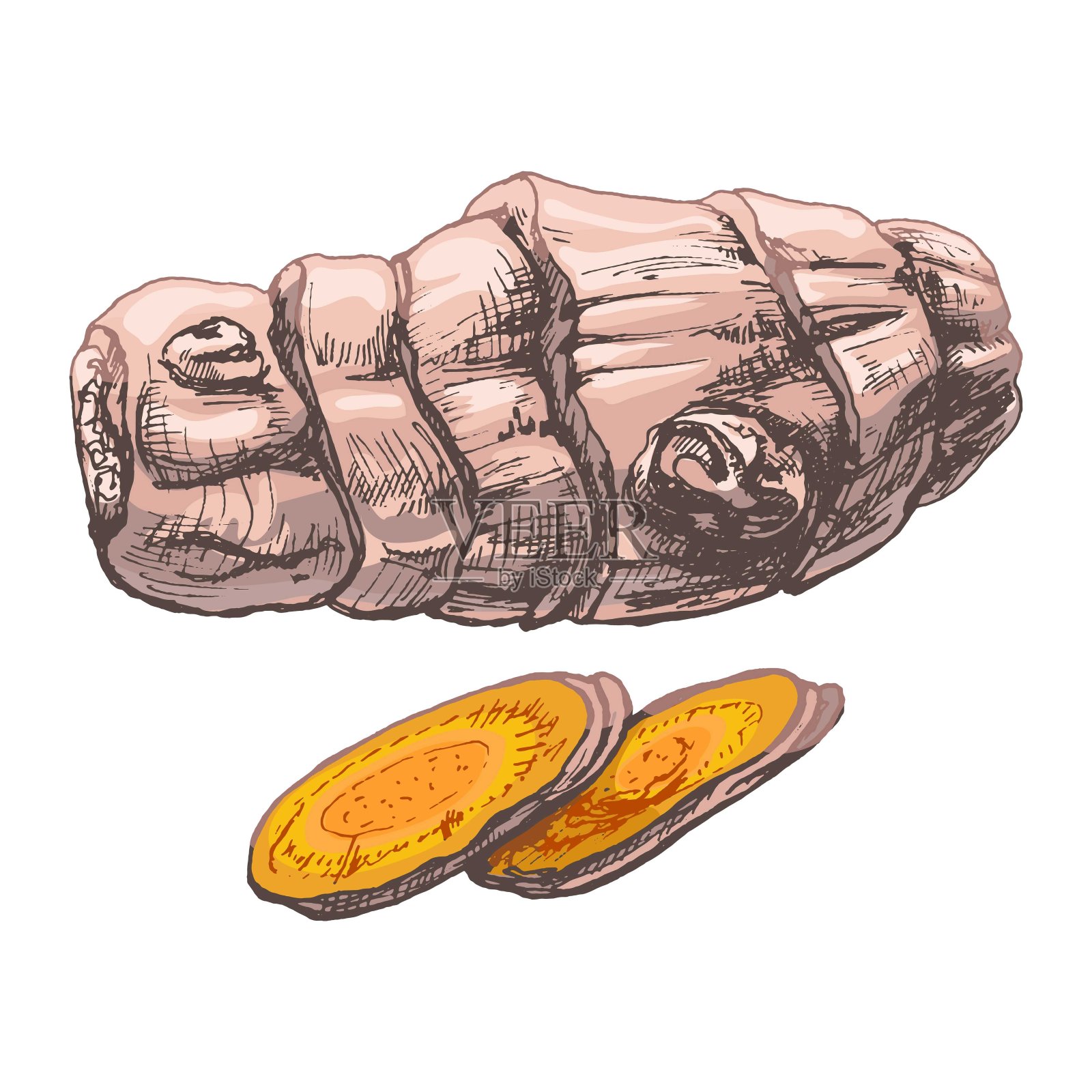 姜黄根切片。向量的雕刻插画图片素材