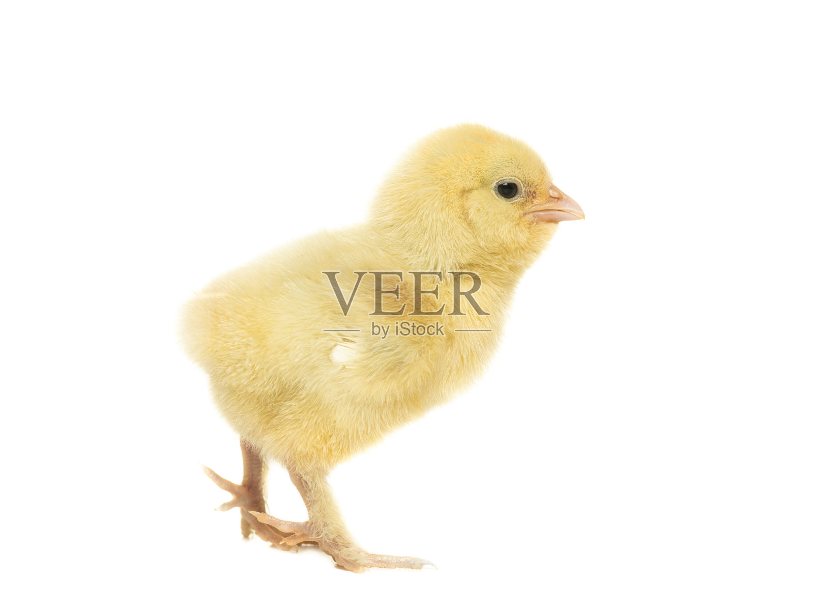 可爱的黄色小鸡从侧面孤立在一个白色的背景照片摄影图片