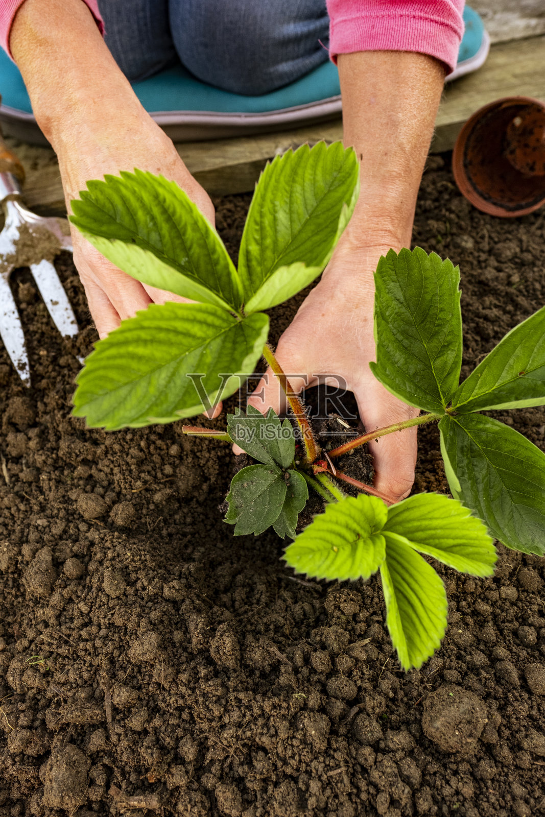 种植草莓幼苗照片摄影图片
