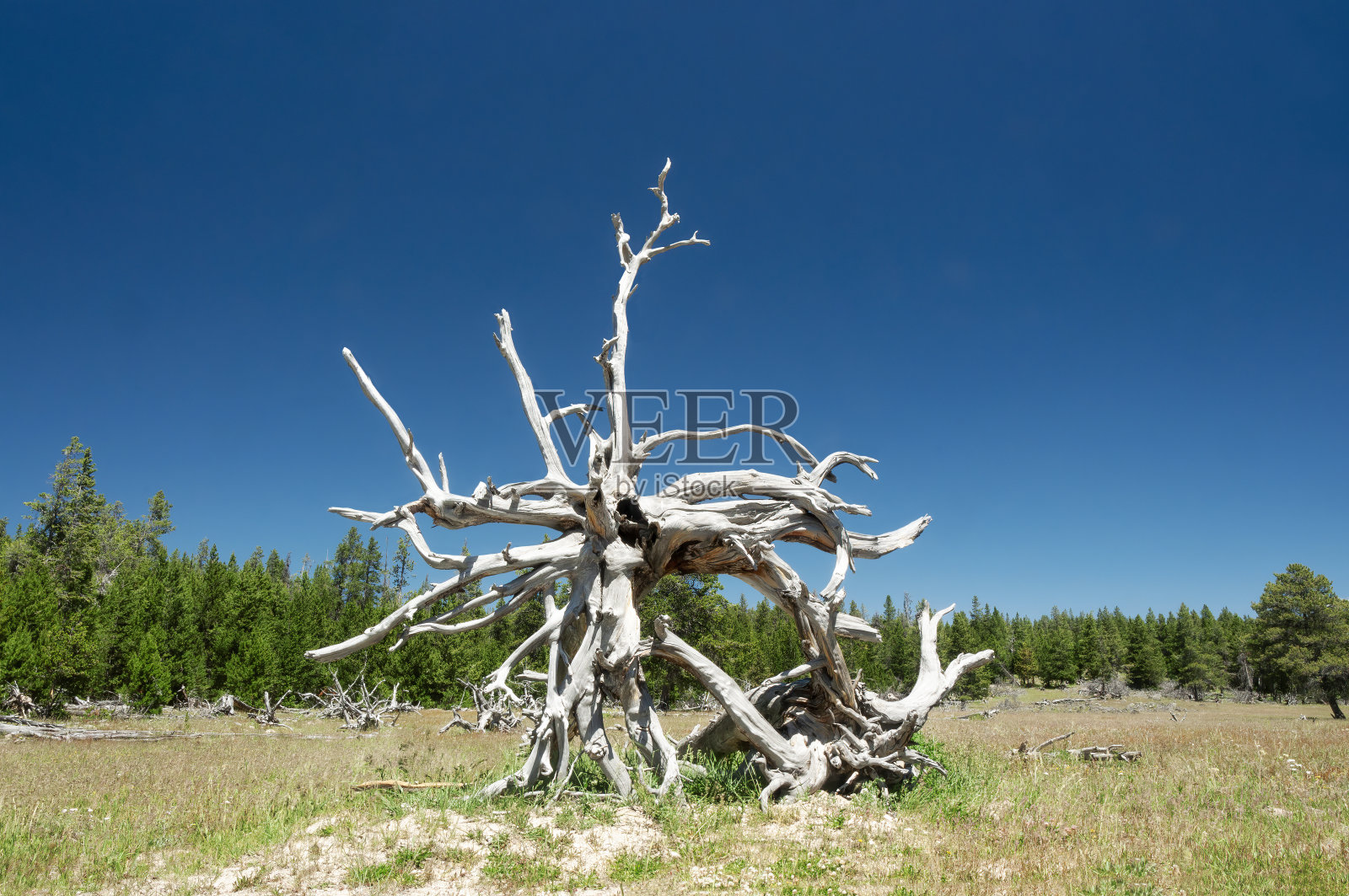 在美国怀俄明州的黄石国家公园，一棵死树的白色根雕塑。照片摄影图片