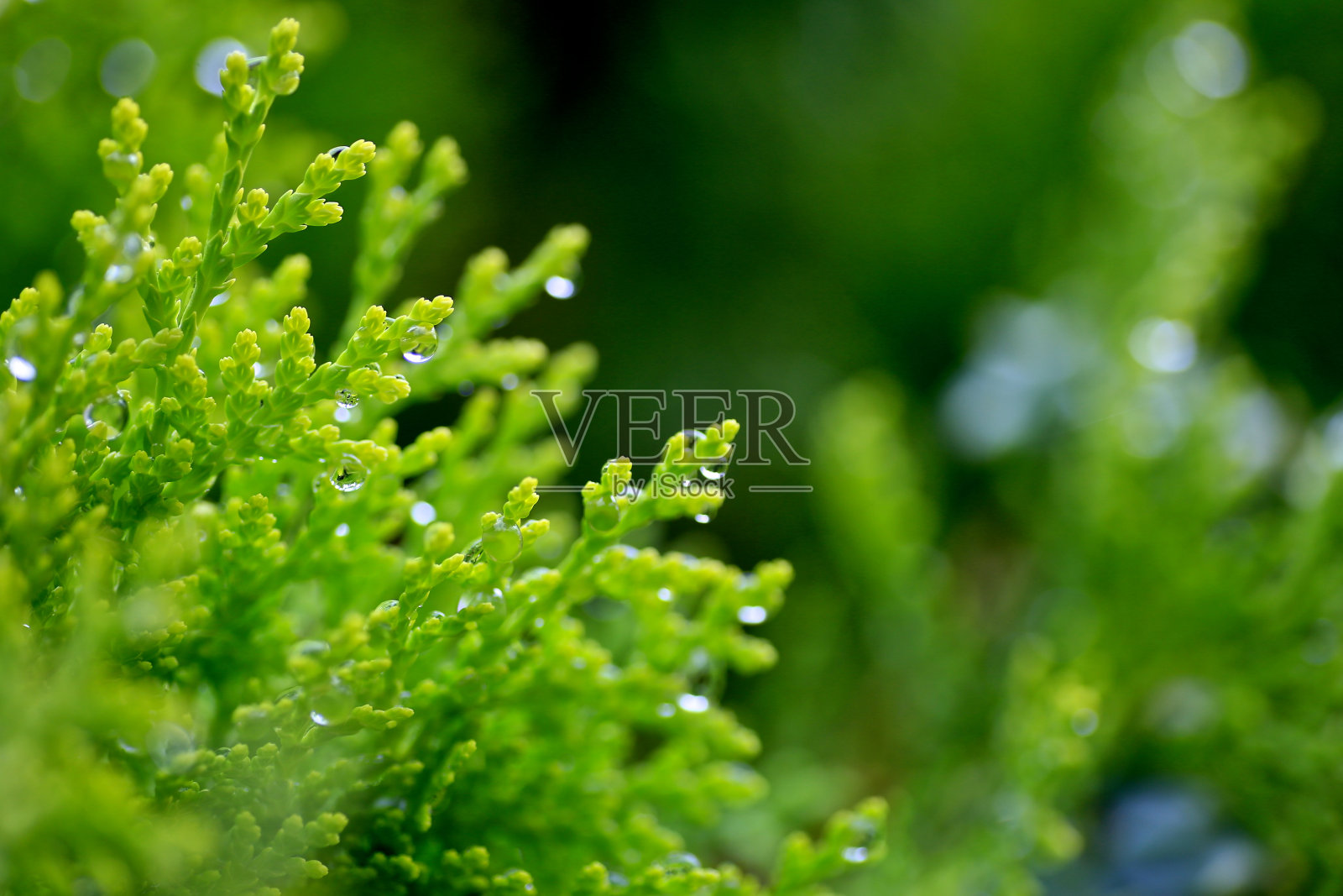 嫩叶和小水滴照片摄影图片