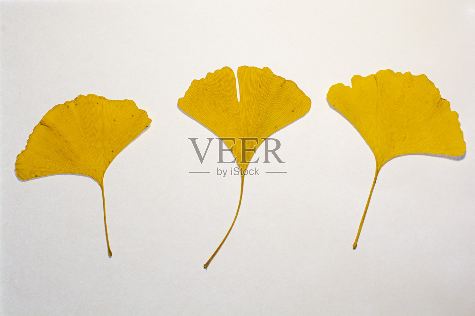 白色背景上的银杏树的黄色叶子。银杏树。照片摄影图片