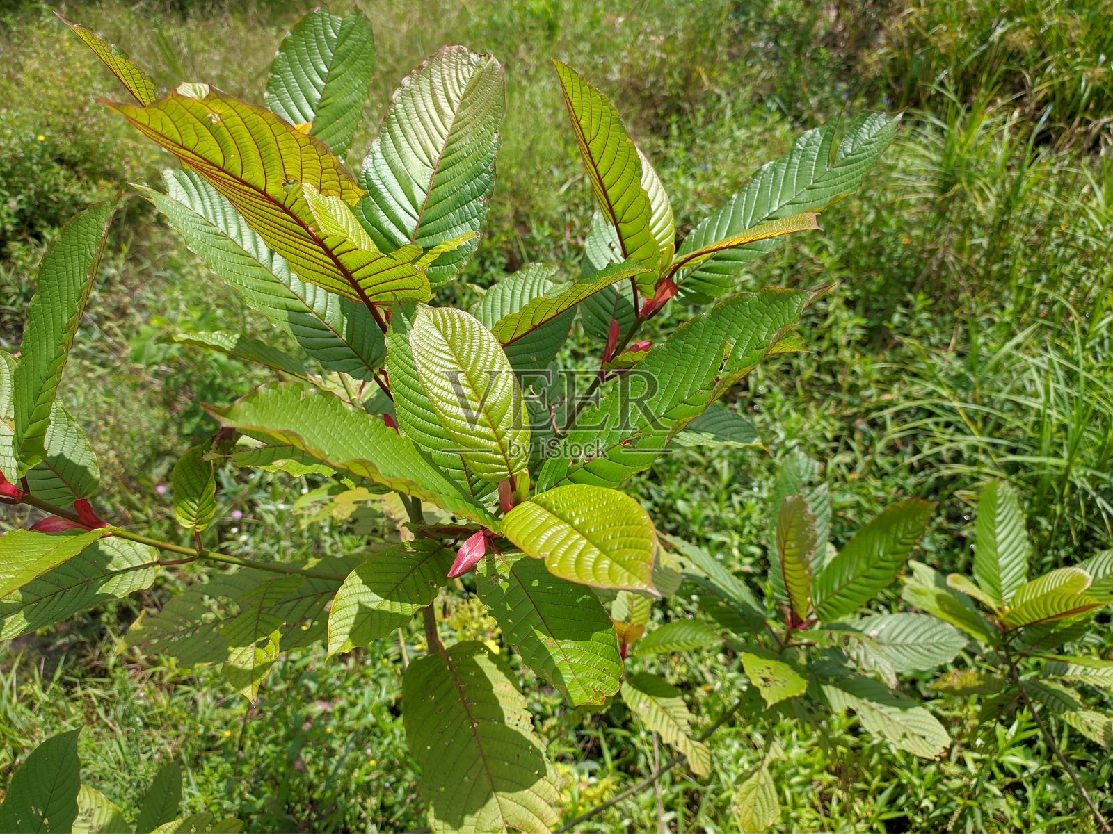 产于热带婆罗洲的一种植物照片摄影图片