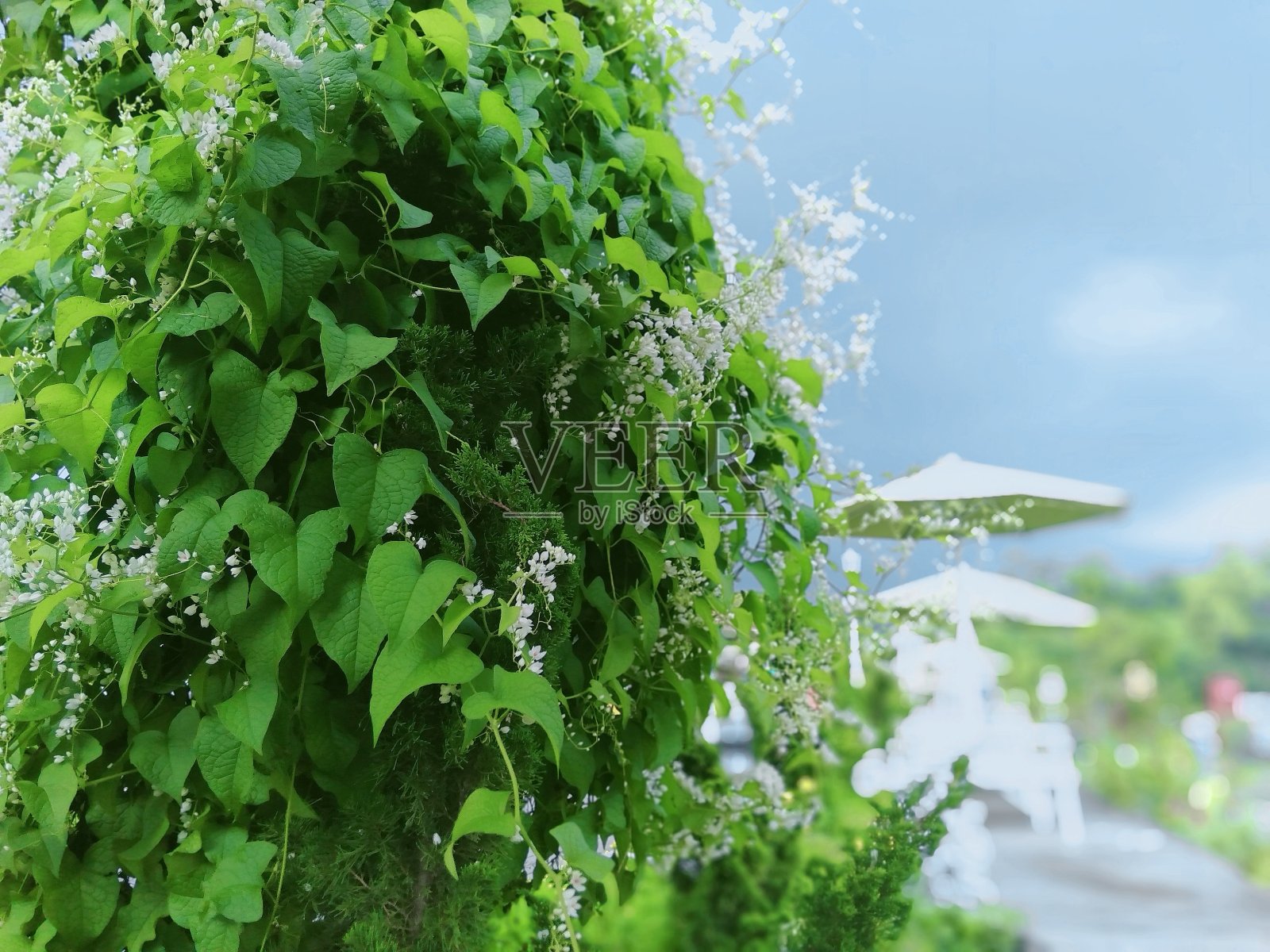 绿色的叶子照片摄影图片