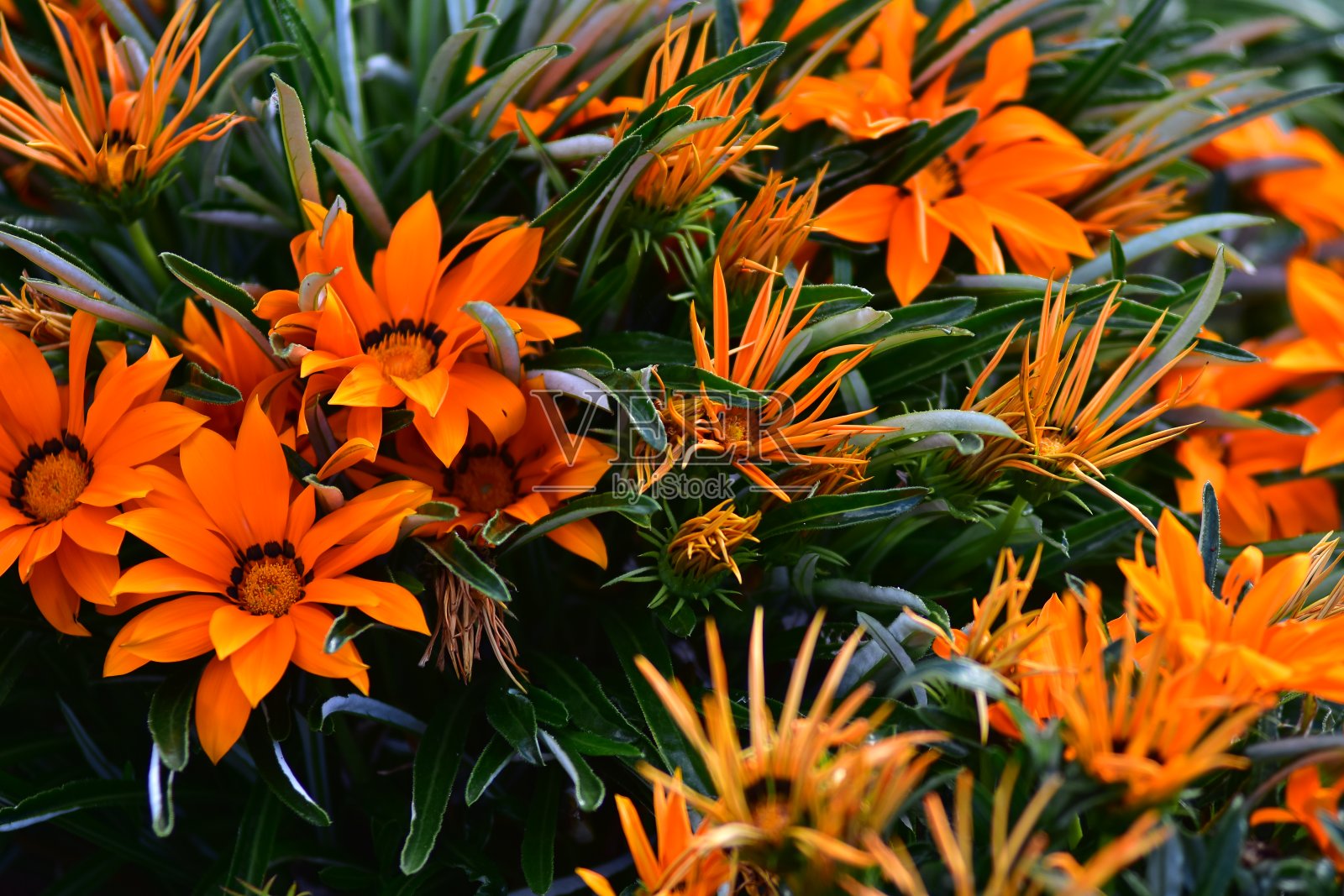 橙色的花在深绿色的叶子中照片摄影图片