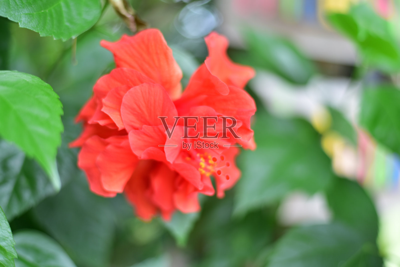 花照片摄影图片