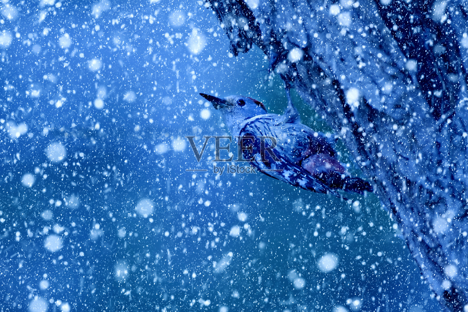 冬季和鸟类。雪下降。蓝色的自然背景。啄木鸟。照片摄影图片