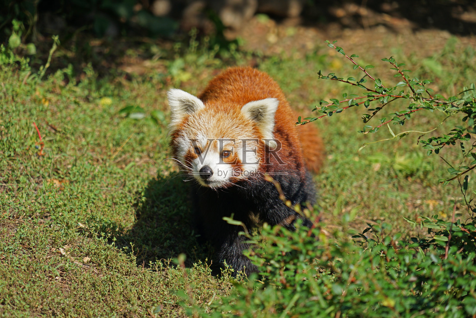 小熊猫(Ailurus fulgens)奔跑照片摄影图片