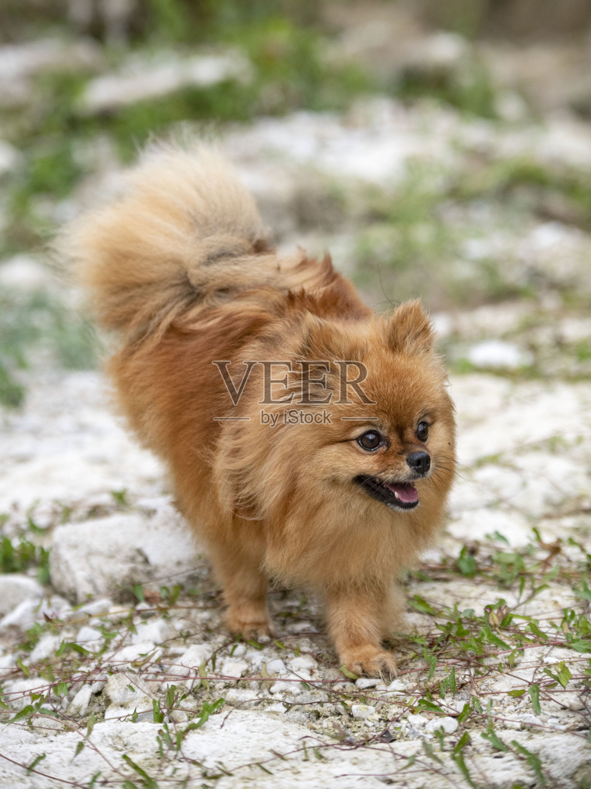 年轻的波美拉尼亚的照片摄影图片