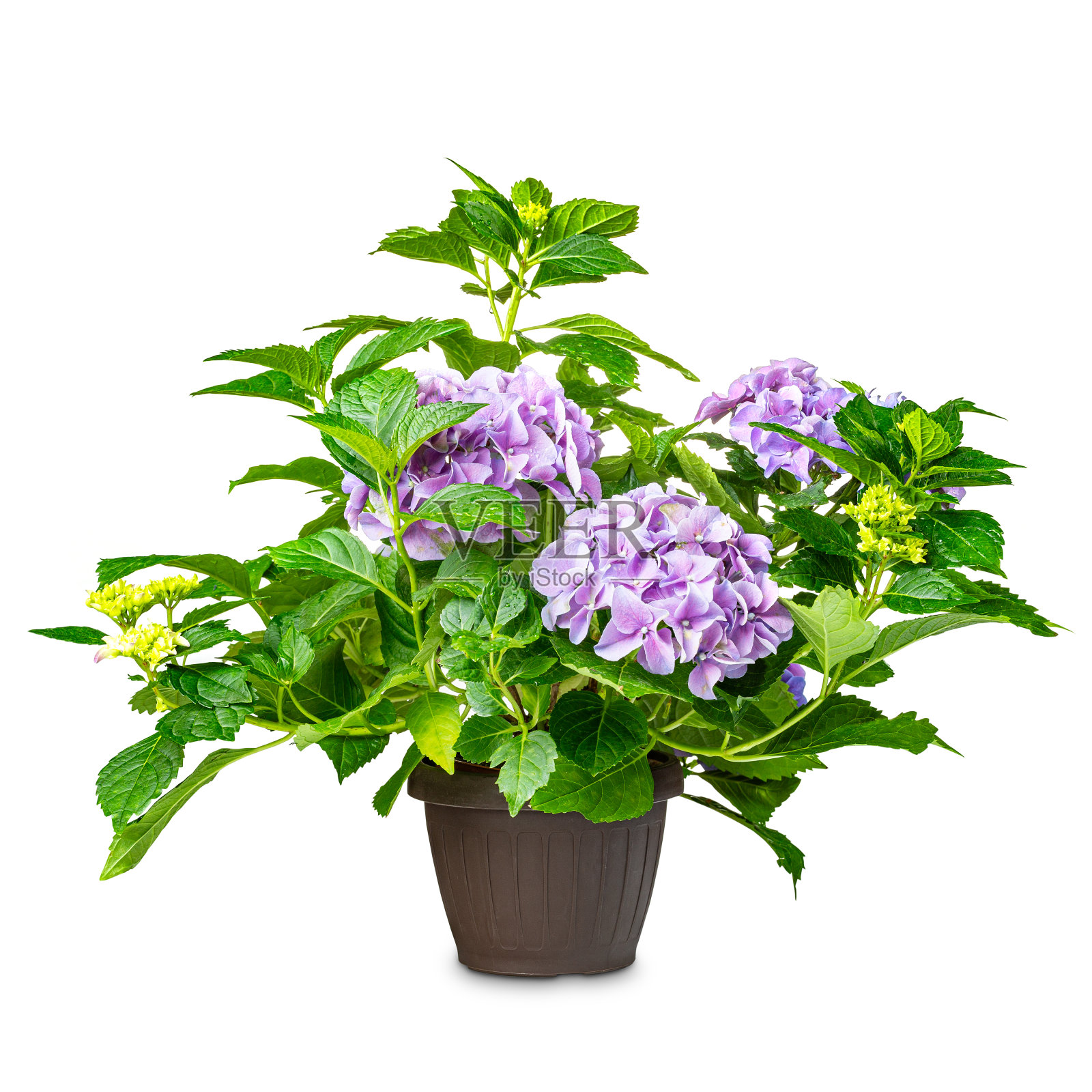 绣球花或hortensia花照片摄影图片