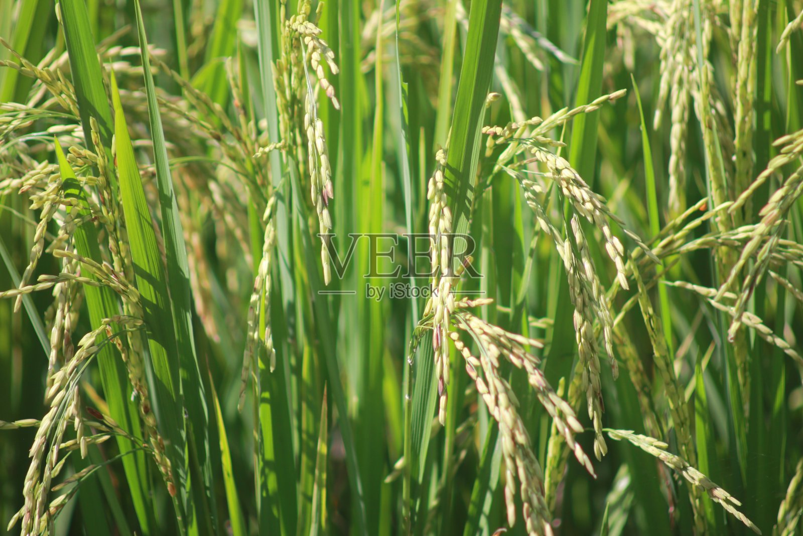 水稻领域照片摄影图片