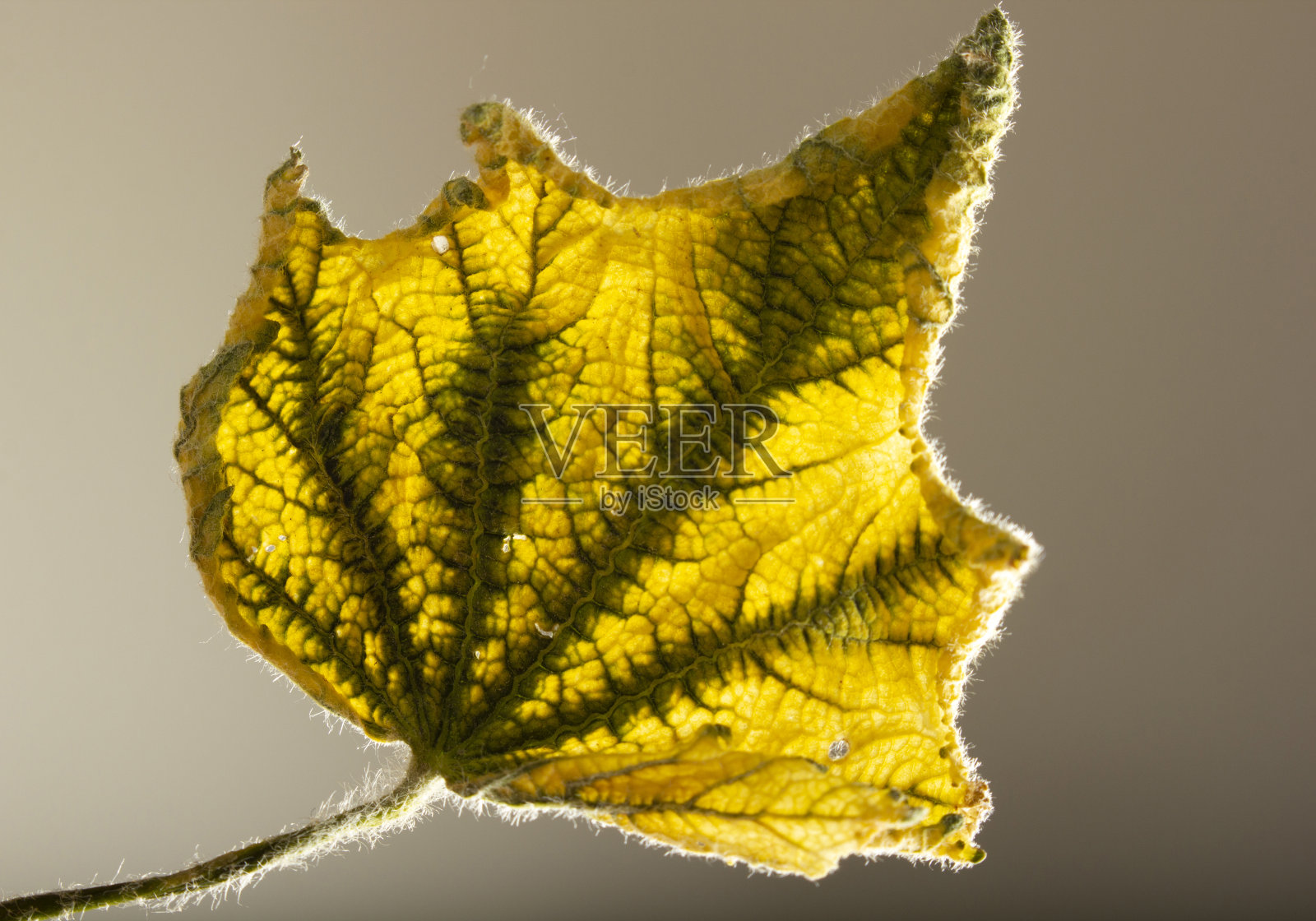 秋天的黄叶。背景纹理。照片摄影图片