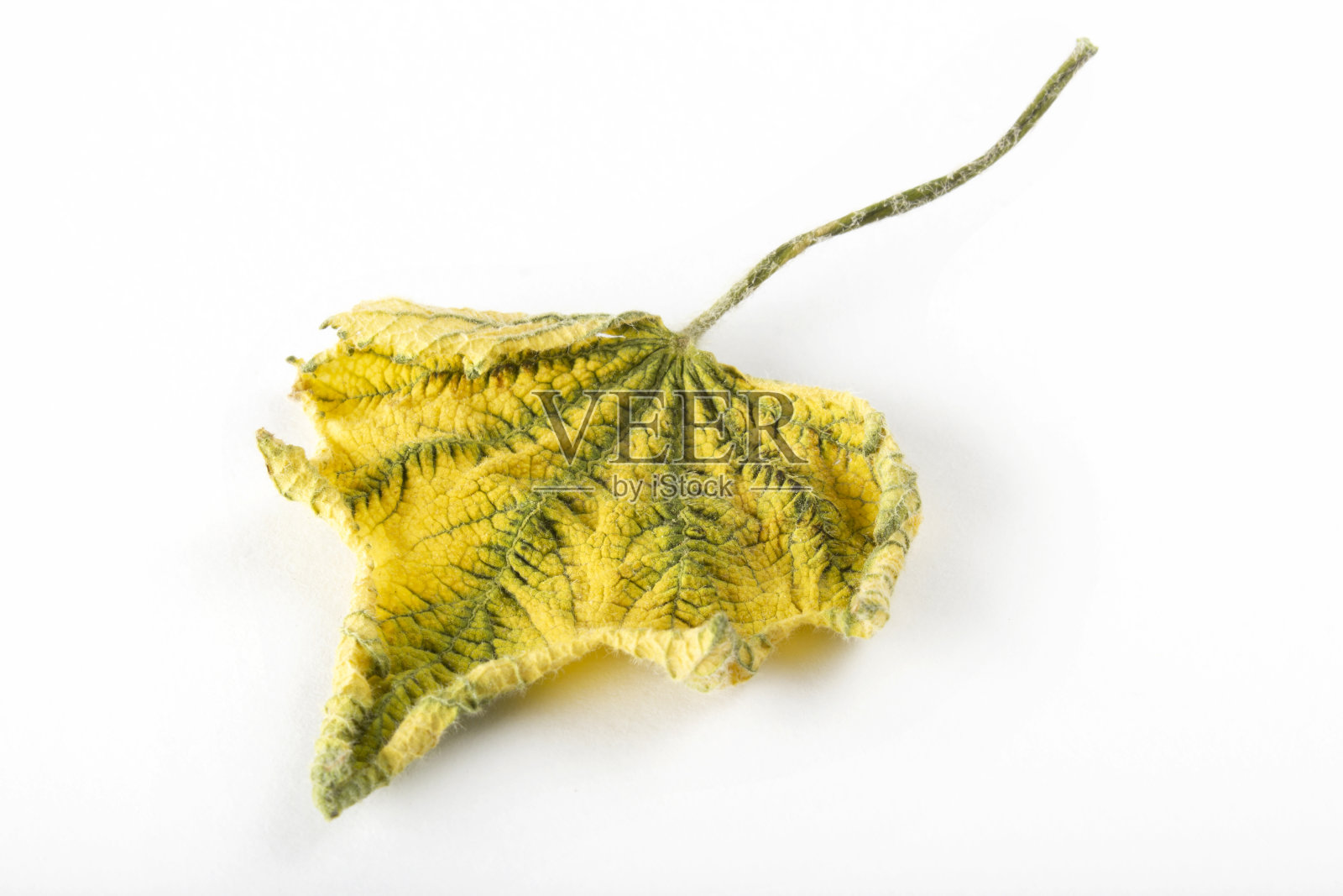 秋天的黄叶。背景纹理。照片摄影图片