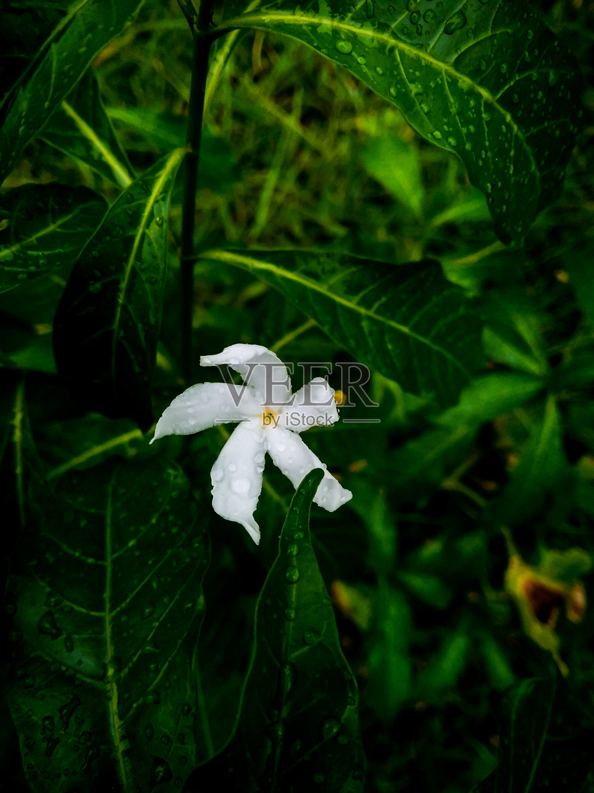 单花照片摄影图片