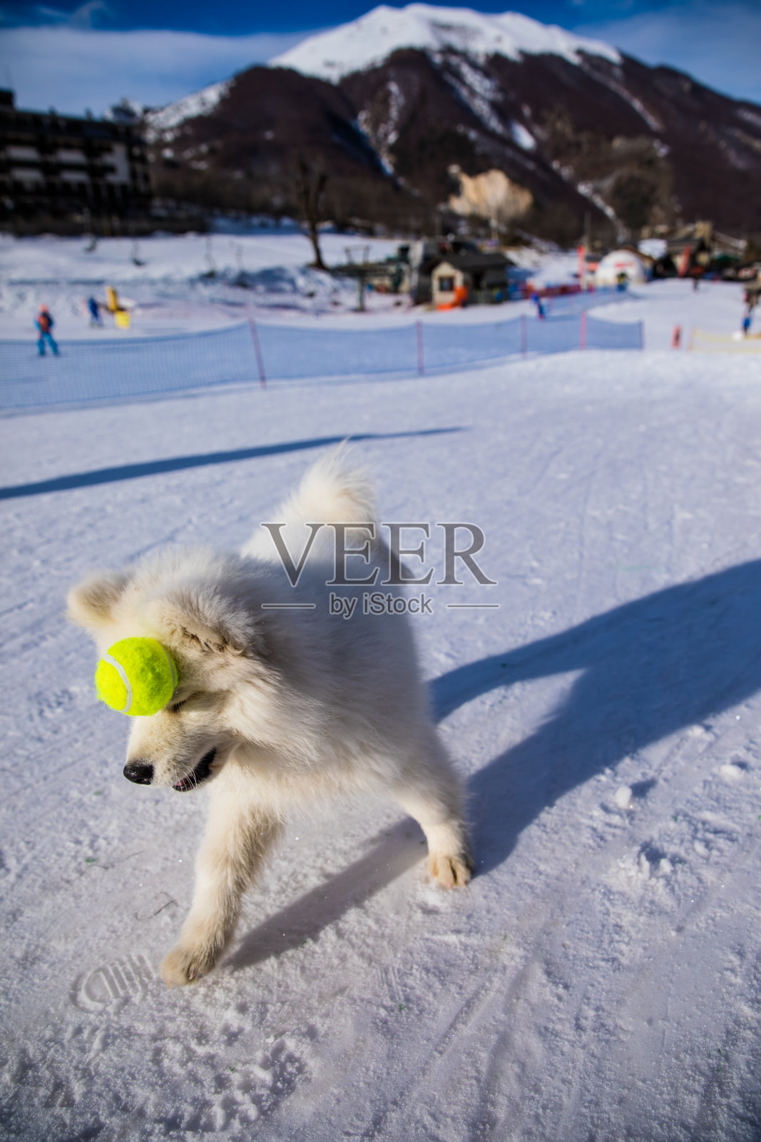 有趣的萨摩耶小狗在雪中玩耍照片摄影图片